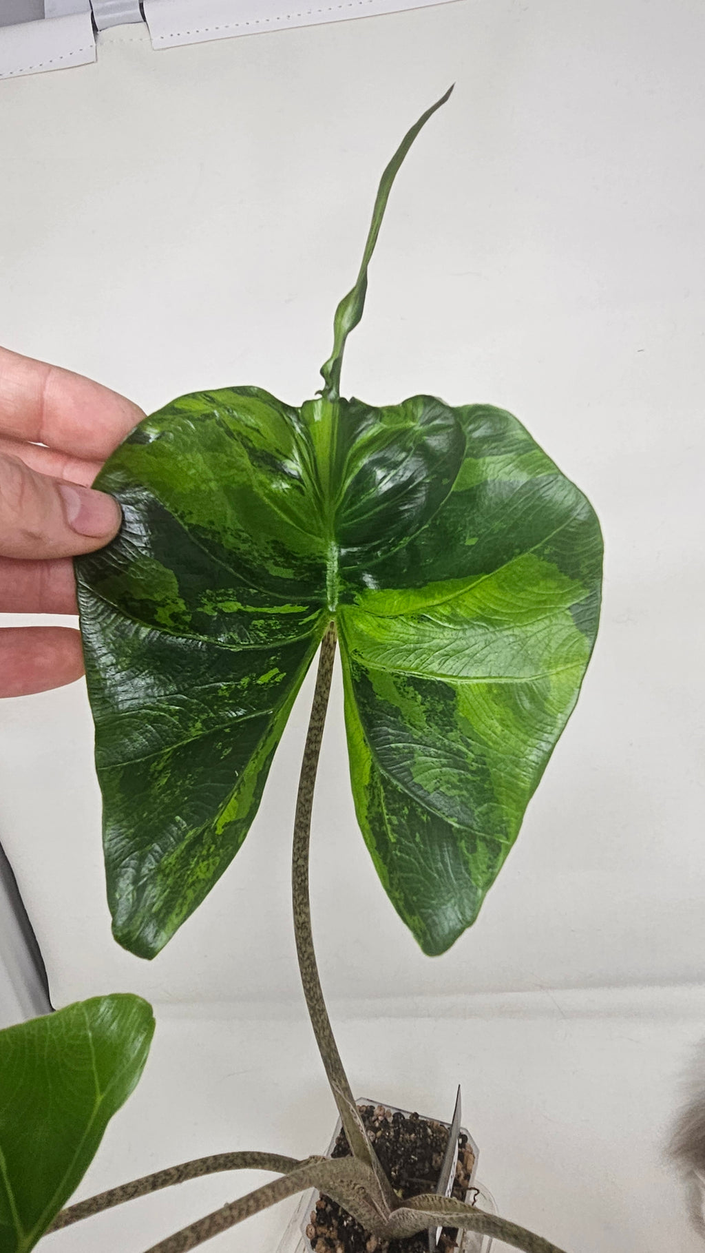 Alocasia Stingray Aurea