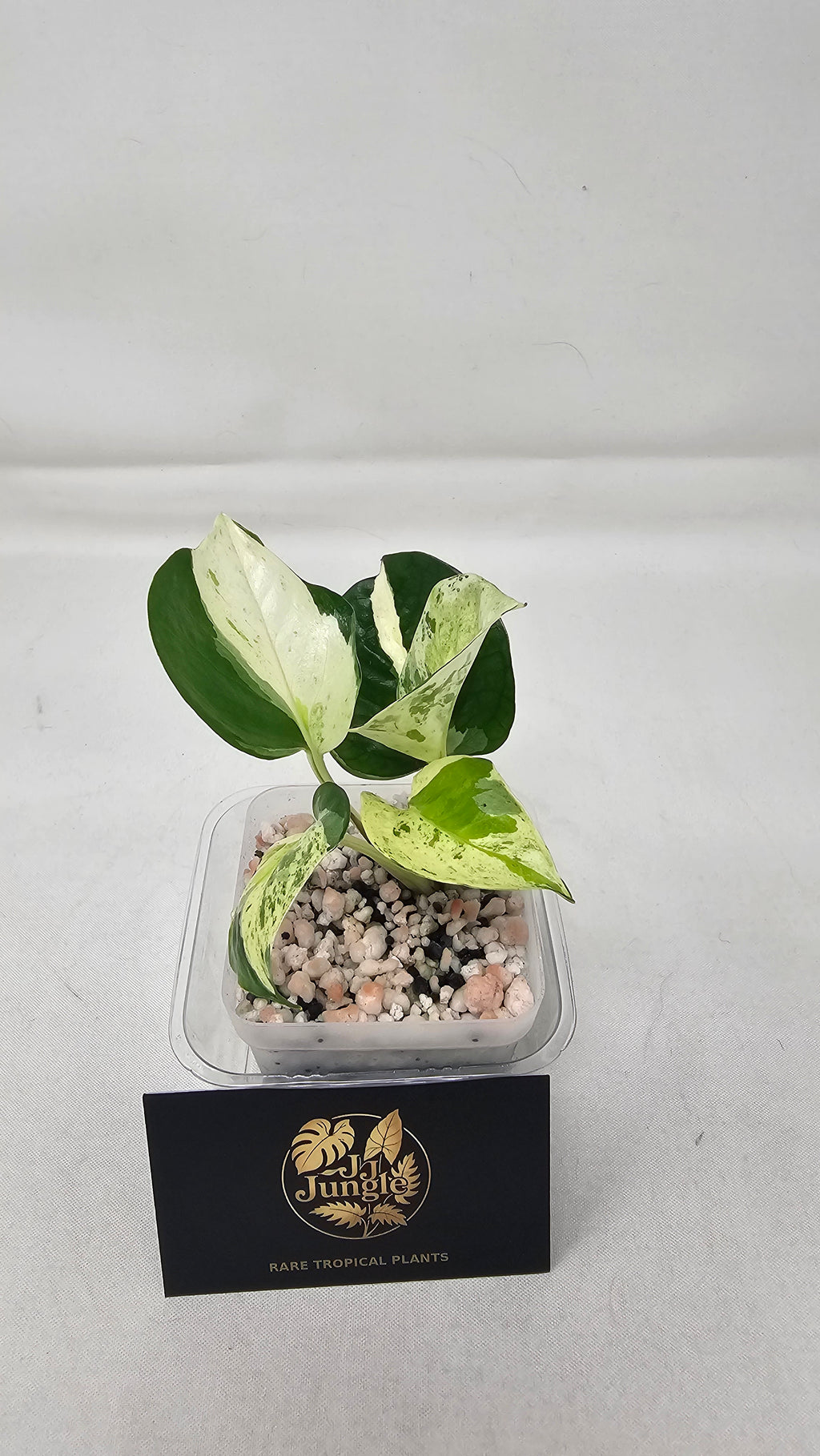 Japanese Global Pothos