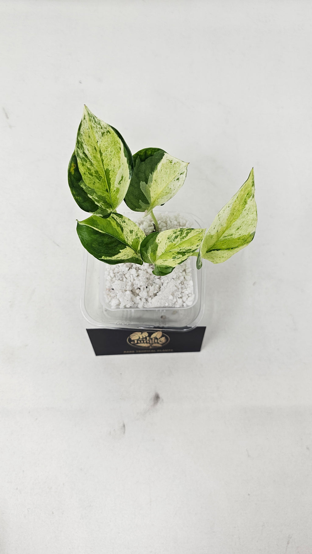 Japanese Global Pothos
