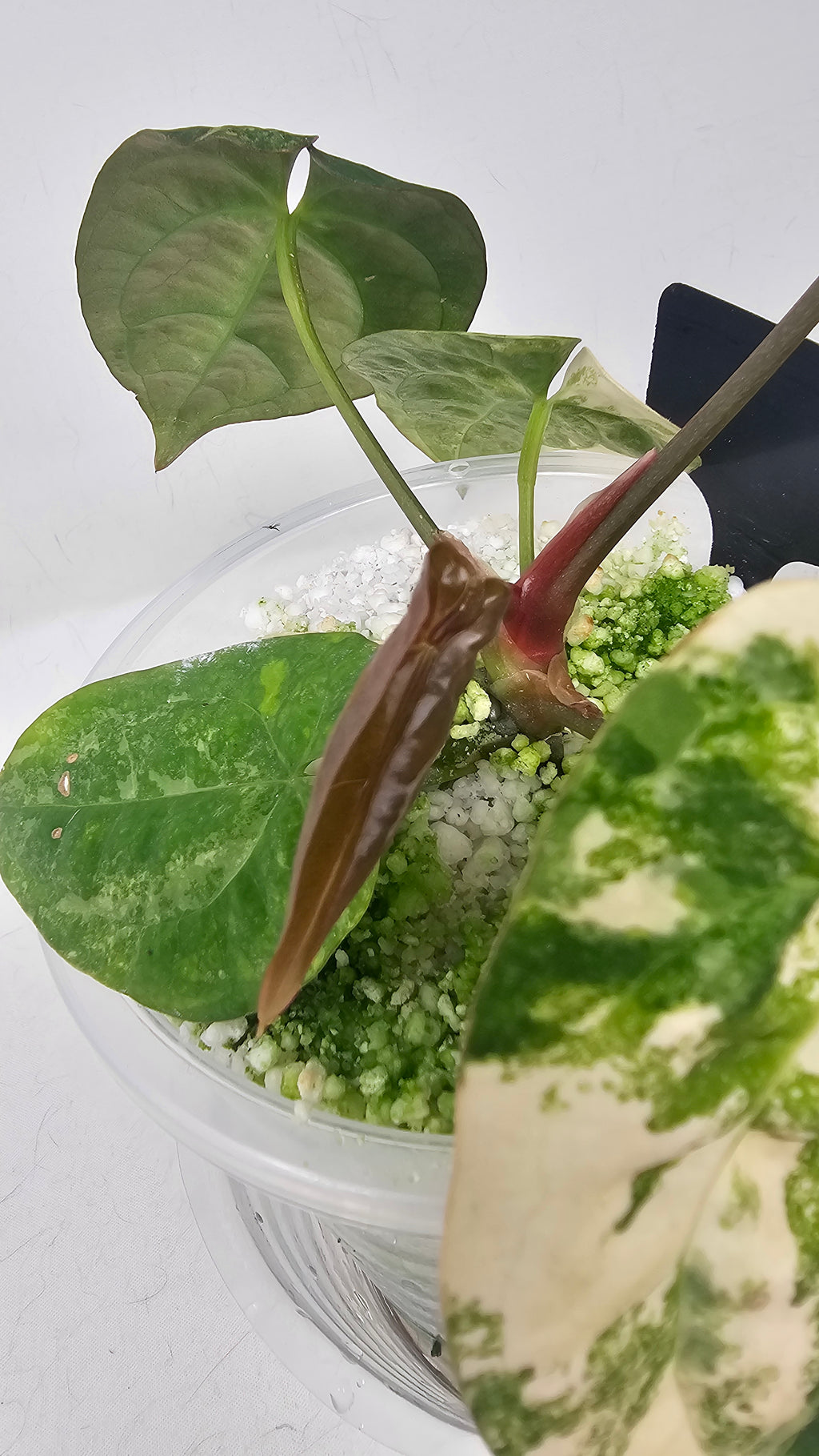 Anthurium Papillilaminum x RVDP