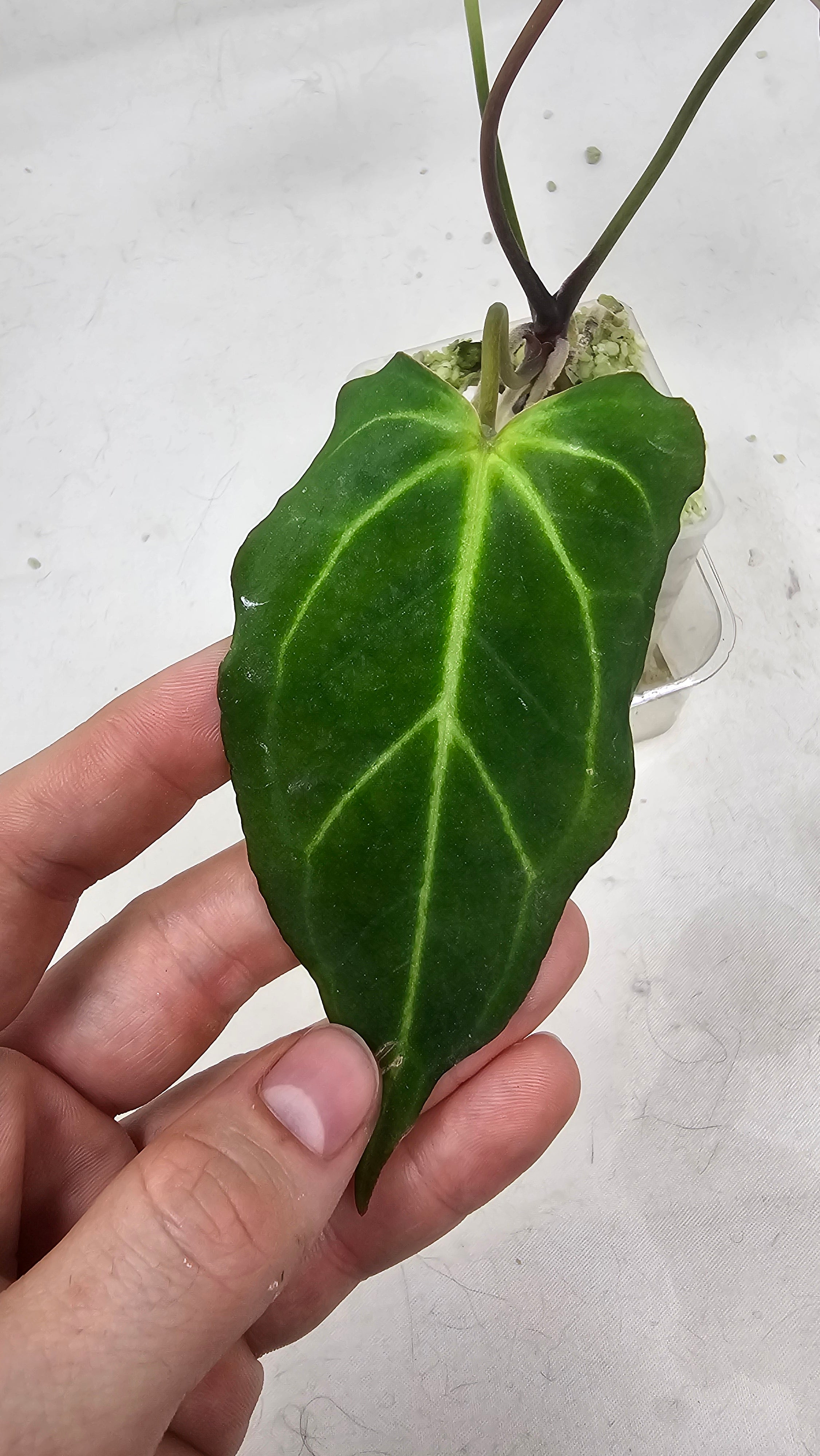 Anthurium Michelle x BVEP (Scott)