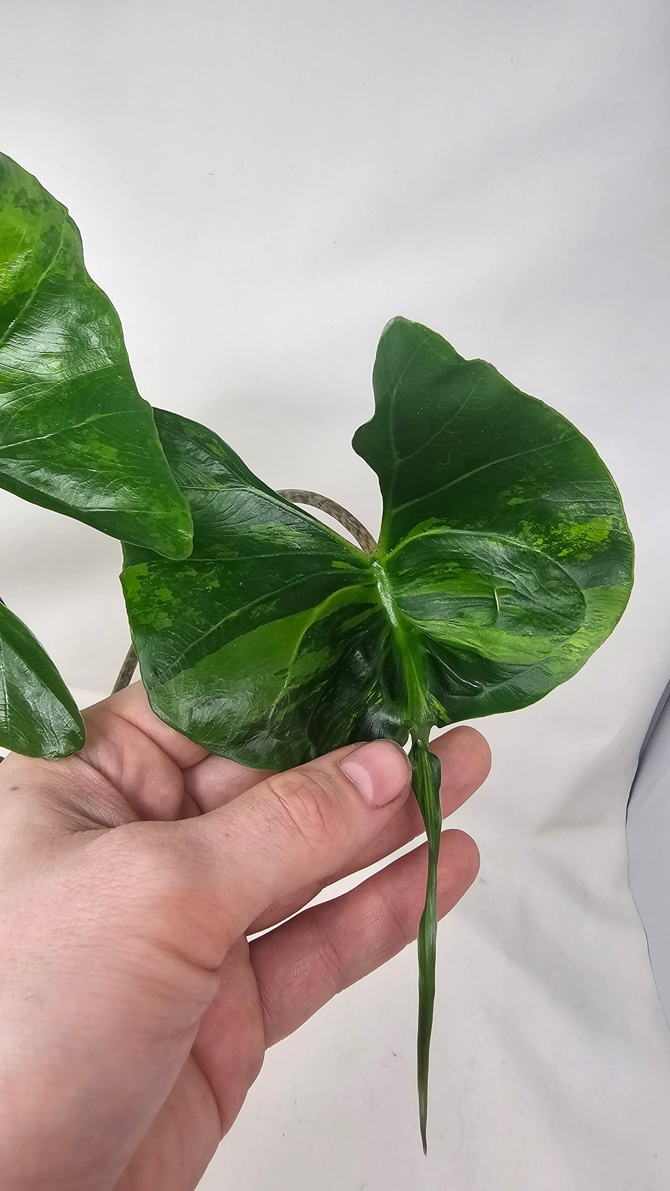 Alocasia Stingray Aurea