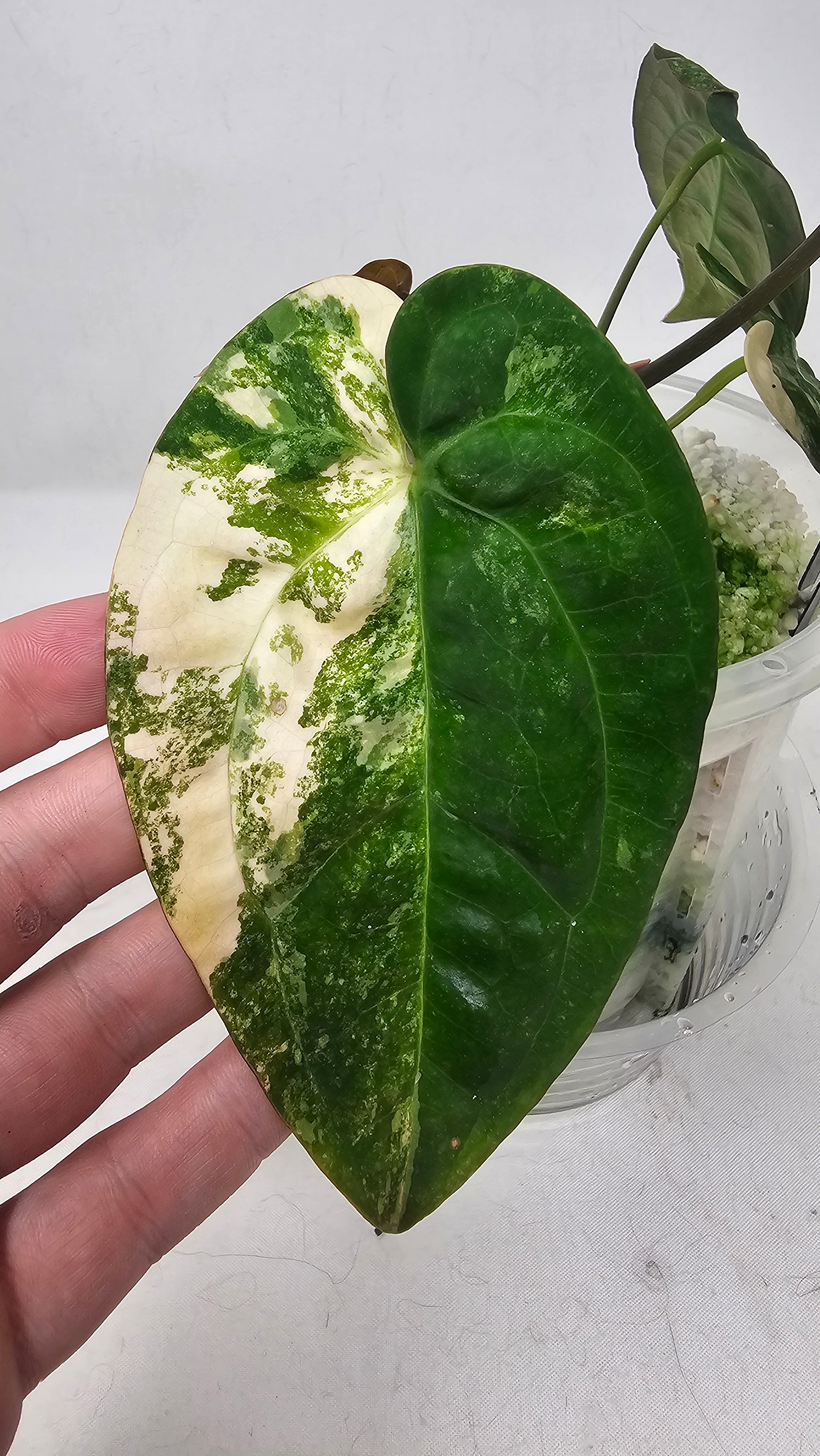 Anthurium Papillilaminum x RVDP