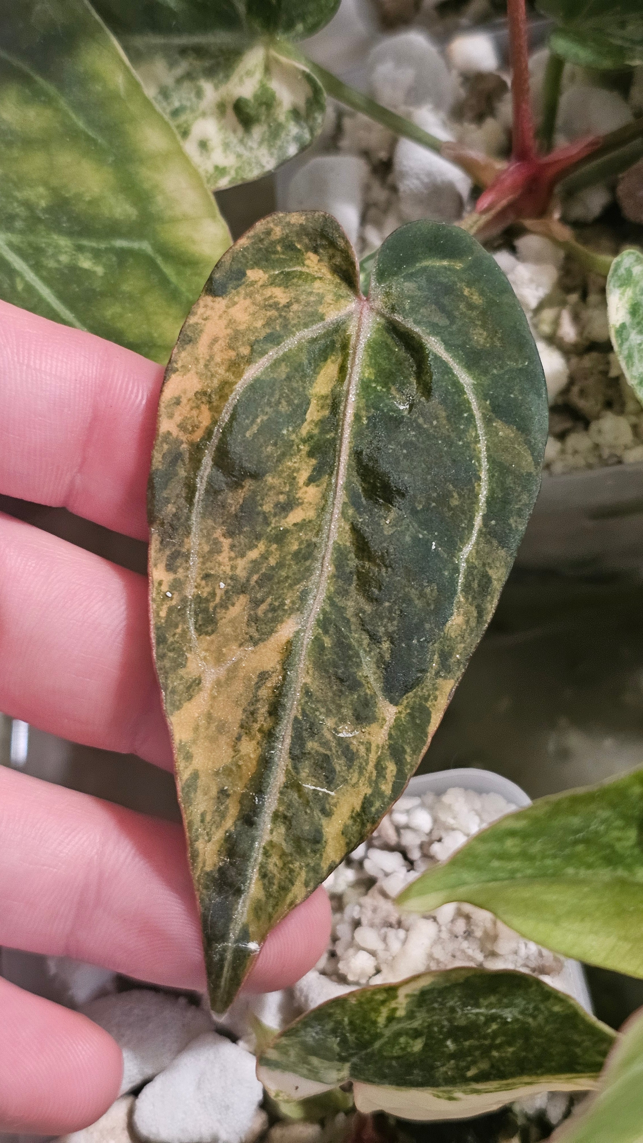Anthurium (Papillilaminum × AOS) × (Michell x(Zara No.74))x (Brielle x Zara No.99)