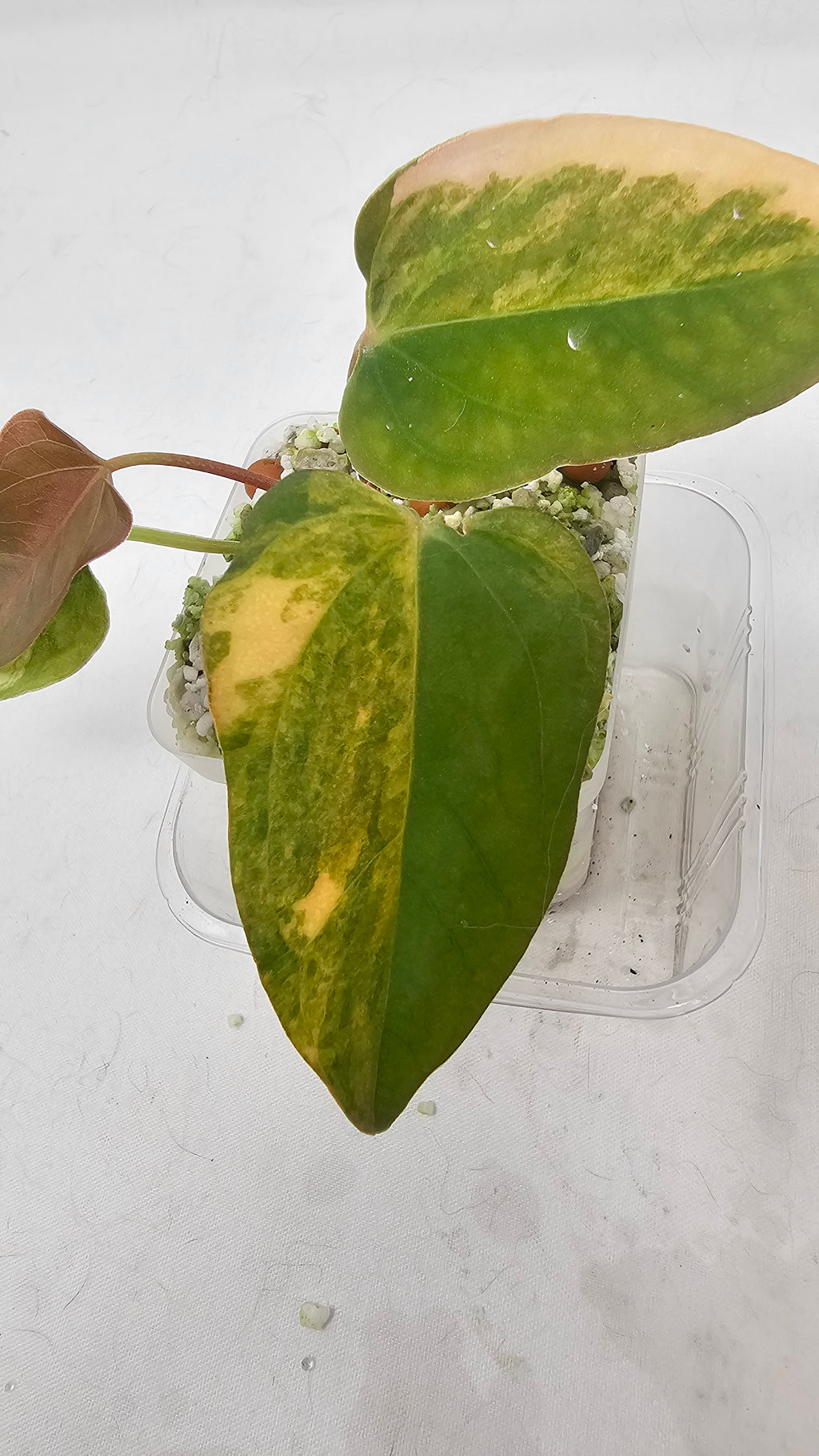 Anthurium Papillilaminum x (sp. Nov Df x RL)