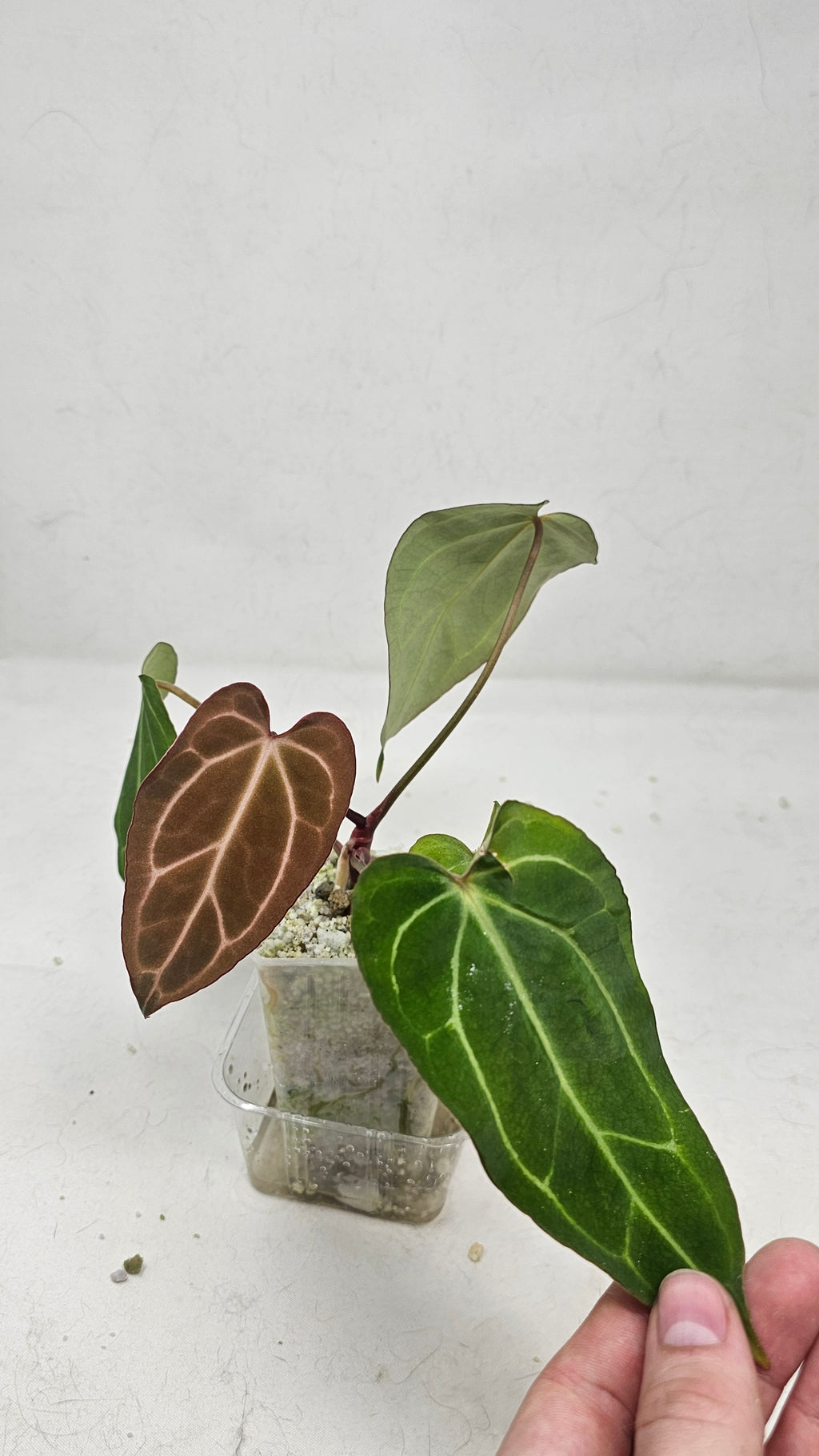 Anthurium Michelle x BVEP (Scott)