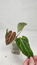 Anthurium Michelle x BVEP (Scott)