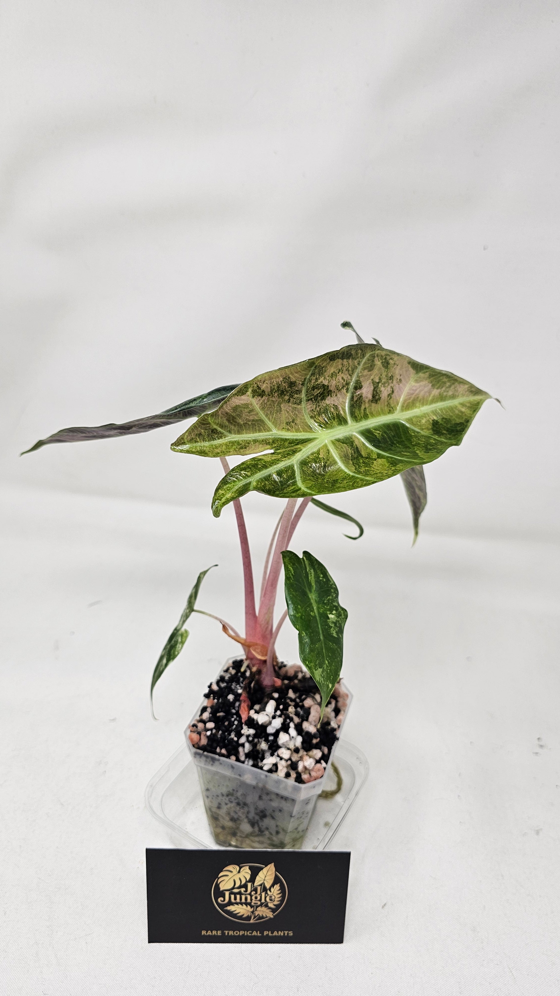 Alocasia Nairobi Nights Variegated