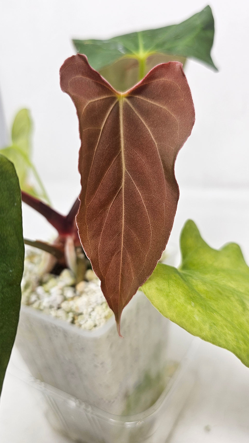 Anthurium RL S1 x Blackwidow 13 x 43