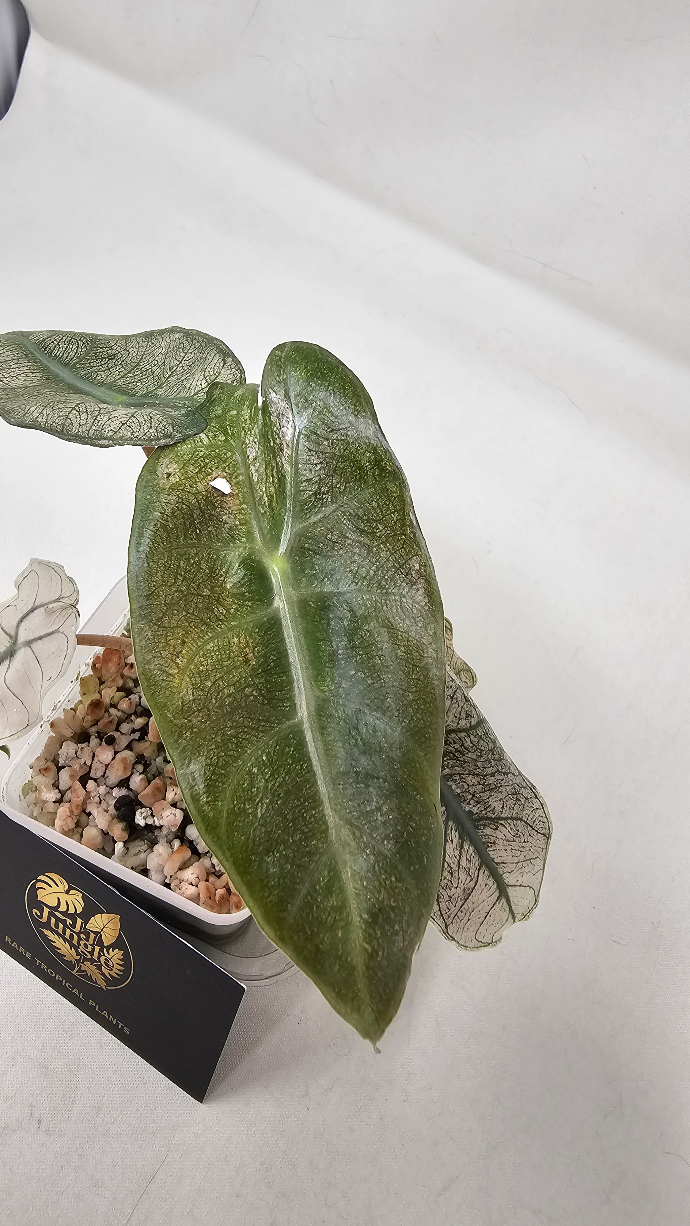 Alocasia Pink Dragon Stardust