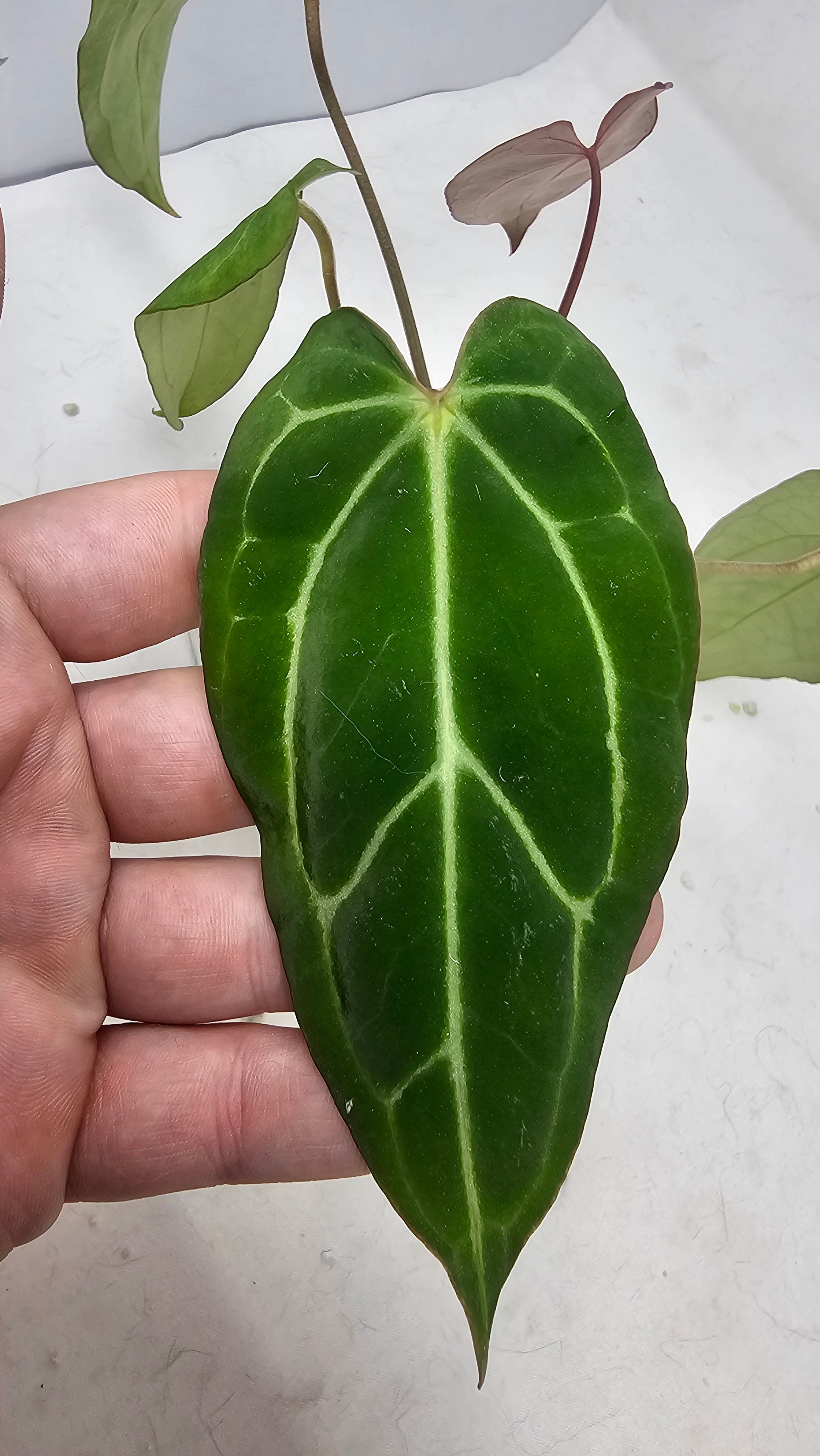 Anthurium Michelle x BVEP (Scott)