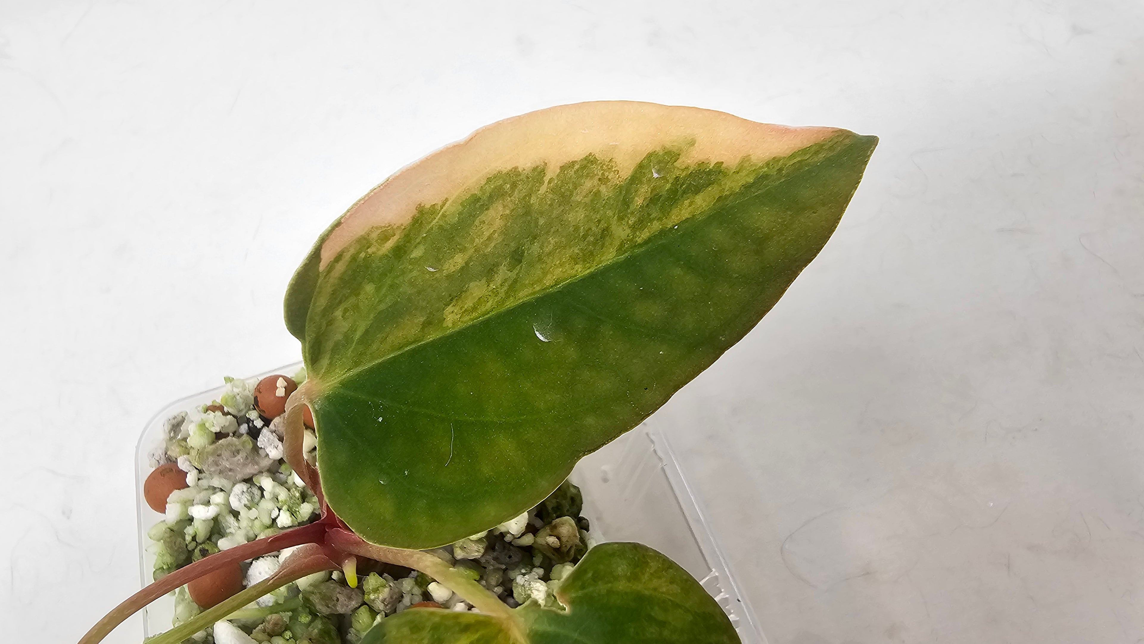 Anthurium Papillilaminum x (sp. Nov Df x RL)