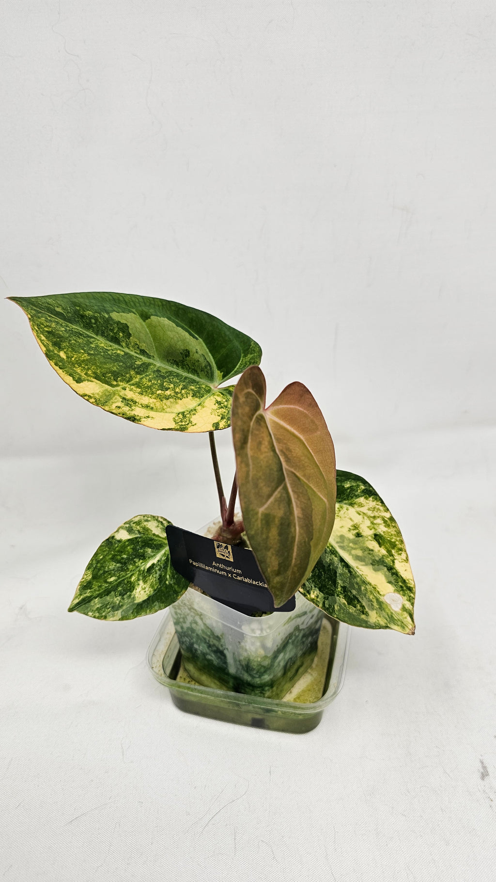 Anthurium Papillilaminum X Carlablackiae