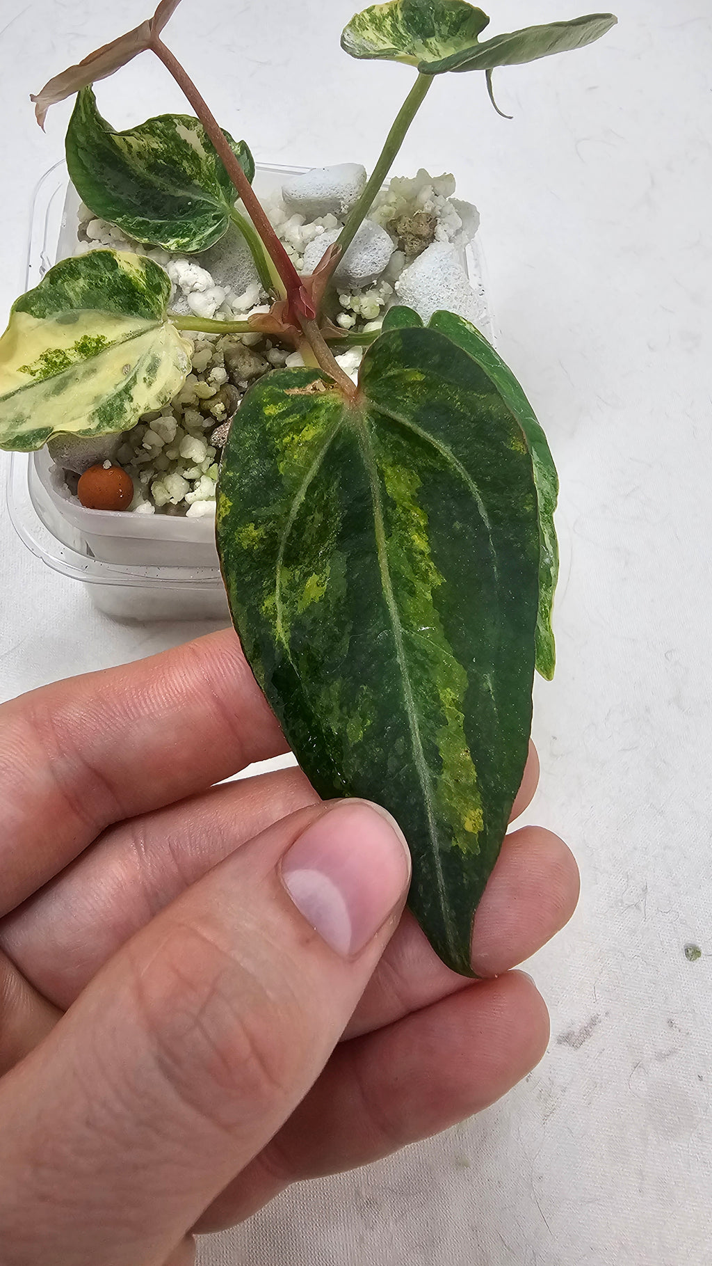 Anthurium (Papillilaminum × AOS) × (Michell x(Zara No.74))x (Brielle x Zara No.99)