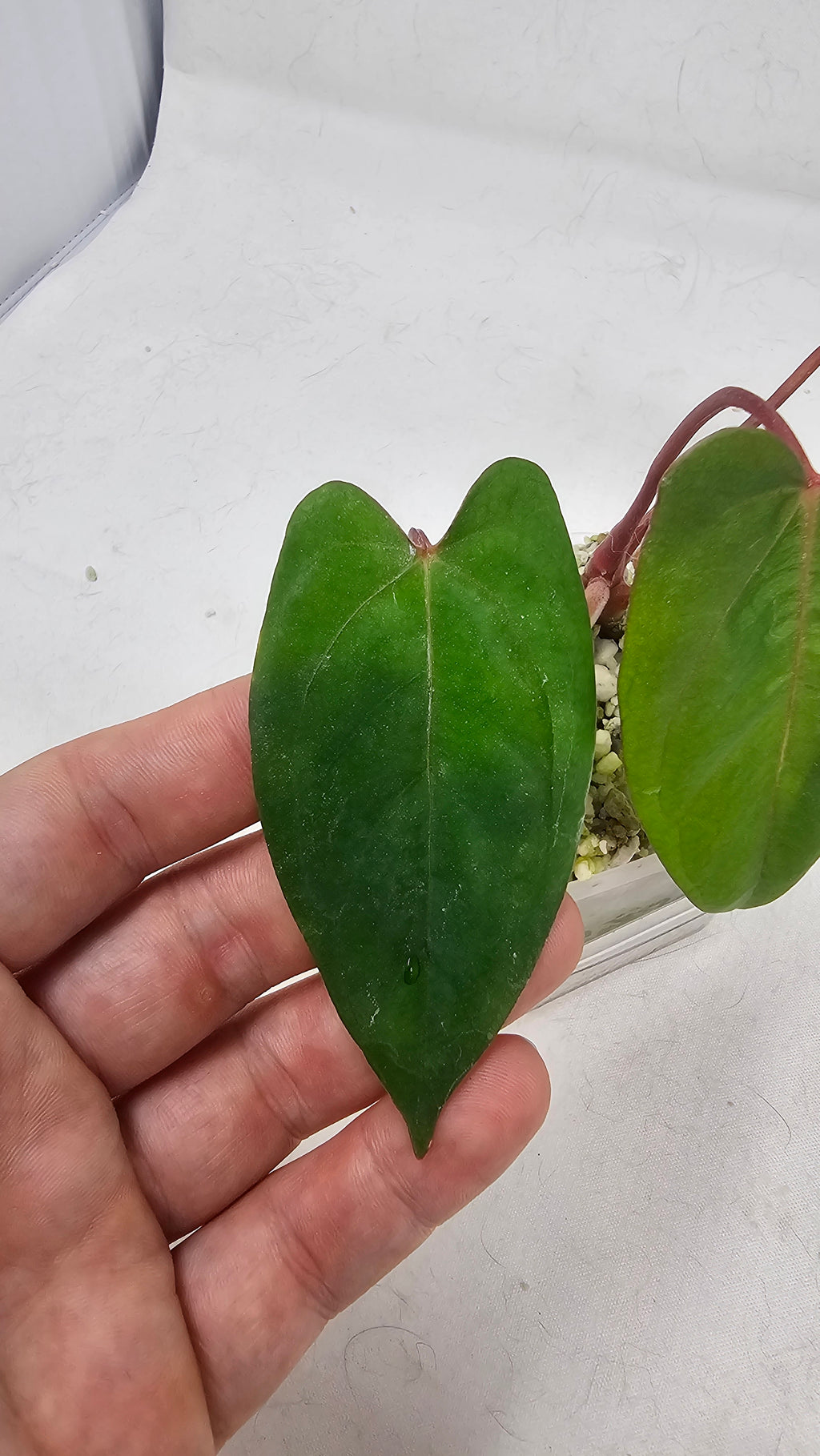 Anthurium Fort Sherman x RVDP