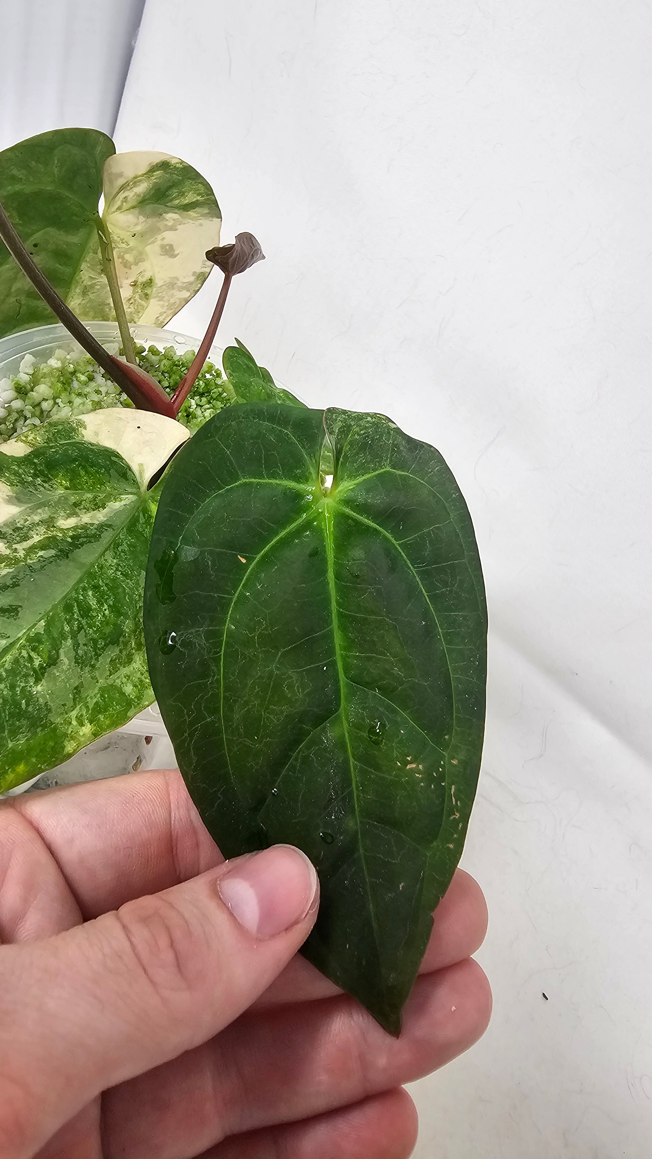 Anthurium Papillilaminum x RVDP