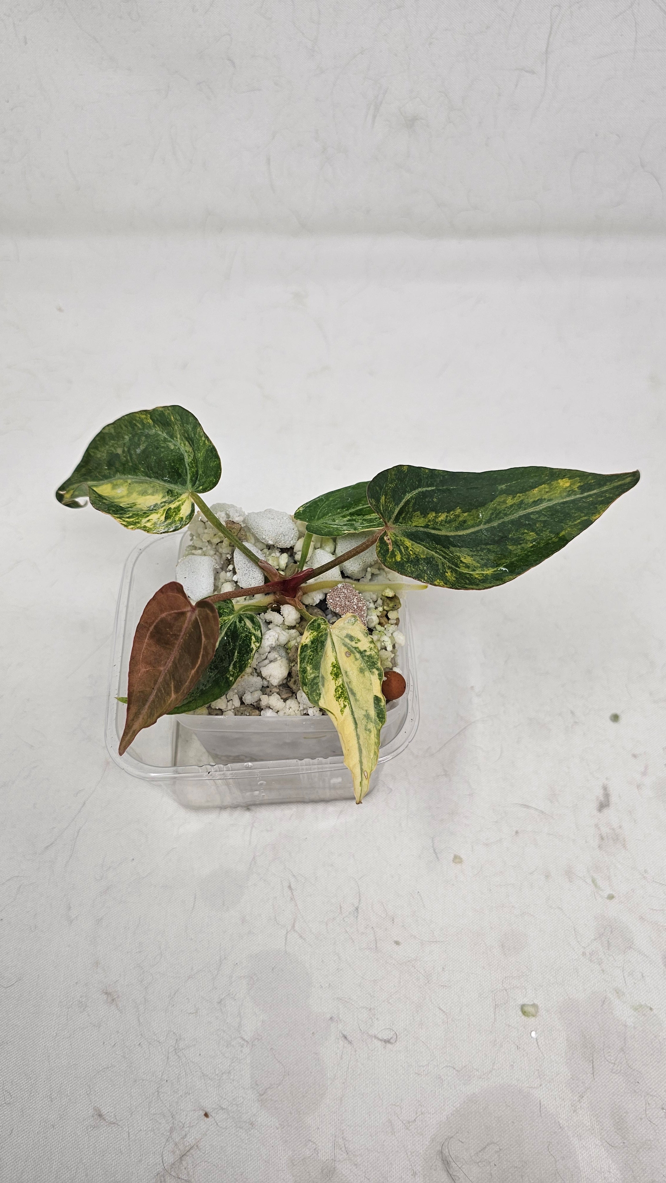 Anthurium (Papillilaminum × AOS) × (Michell x(Zara No.74))x (Brielle x Zara No.99)