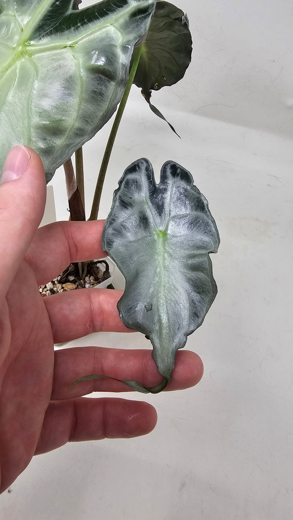 Alocasia Venom