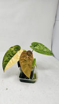 Anthurium Papillilaminum x Dressleri