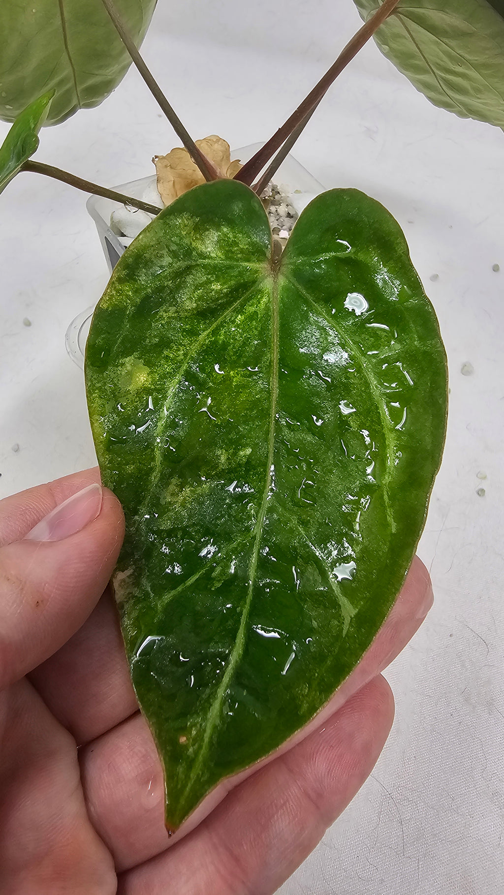 Anthurium Forgetti x Blackwidow Variegated (Low Var)
