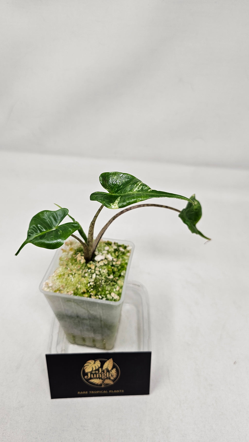 Alocasia Stingray Albo