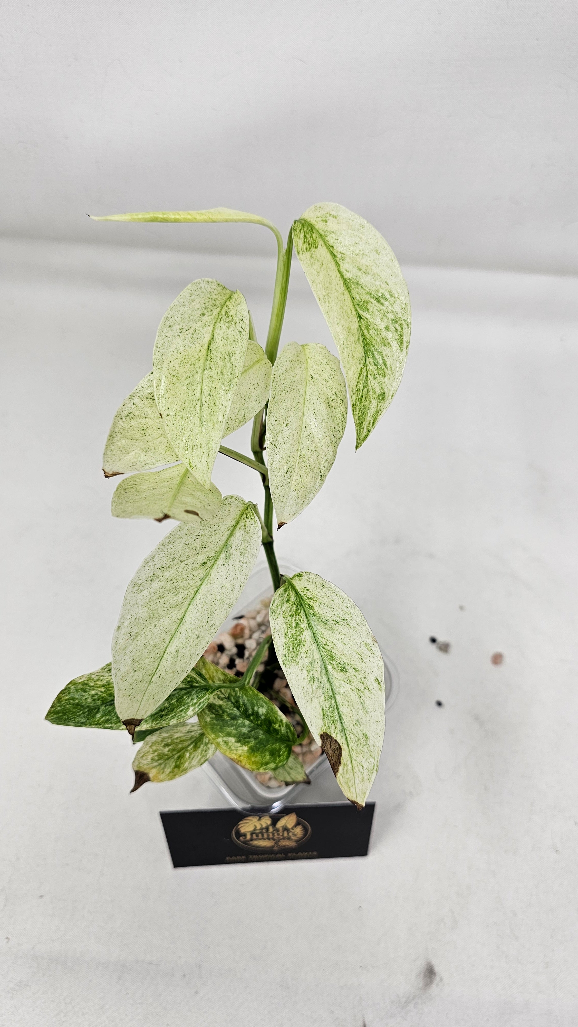 Monstera Laniata Mint