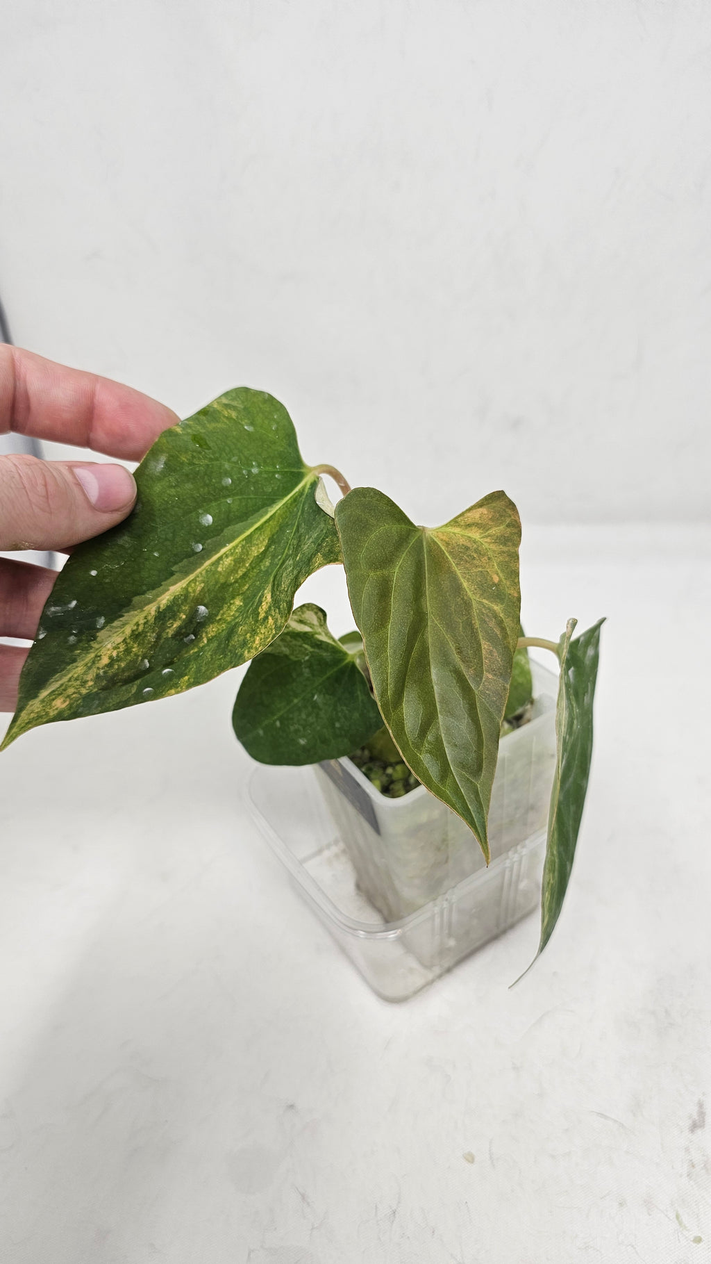 Anthurium Papillilaminum x (sp. Nov DF x RL)