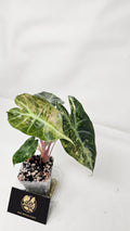Alocasia Nairobi Nights Variegated