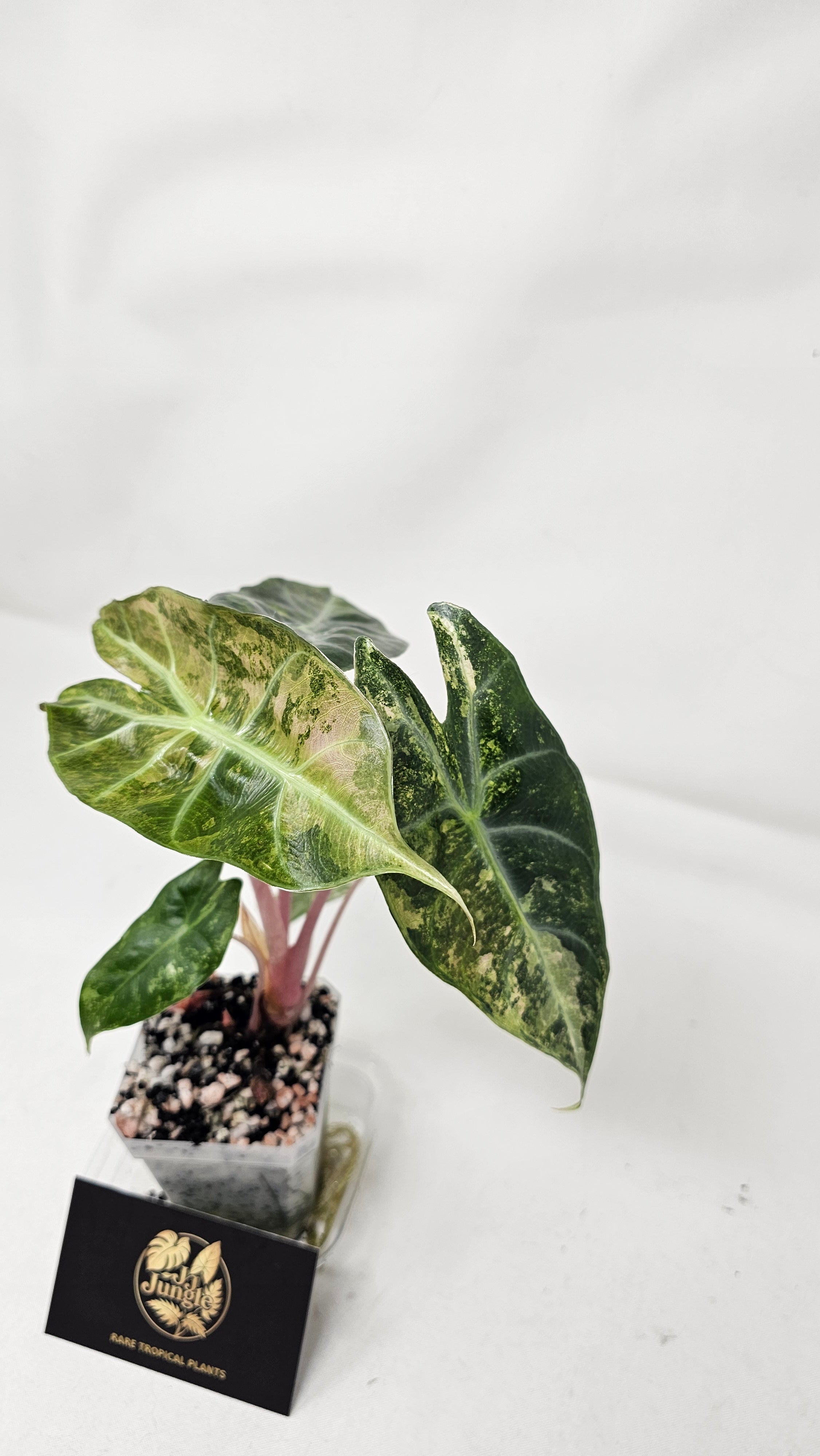 Alocasia Nairobi Nights Variegated