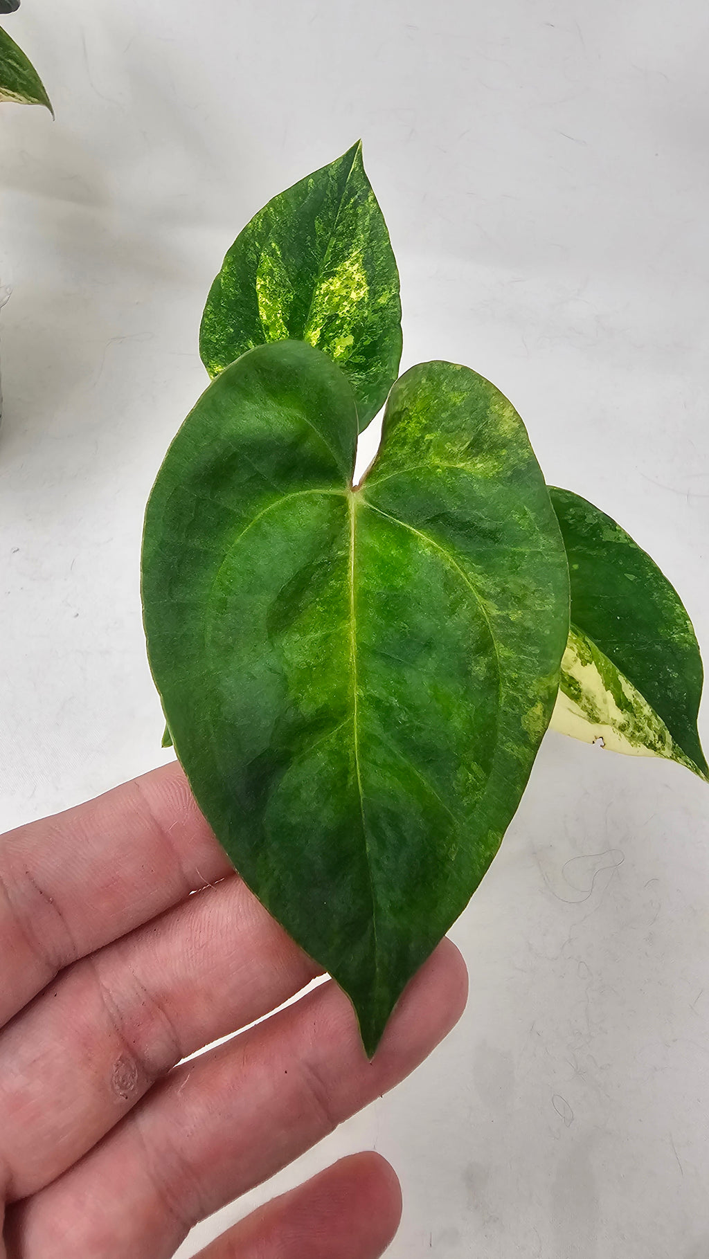 Anthurium Papillilaminum x (FSRL JV x BVEP Tezula)