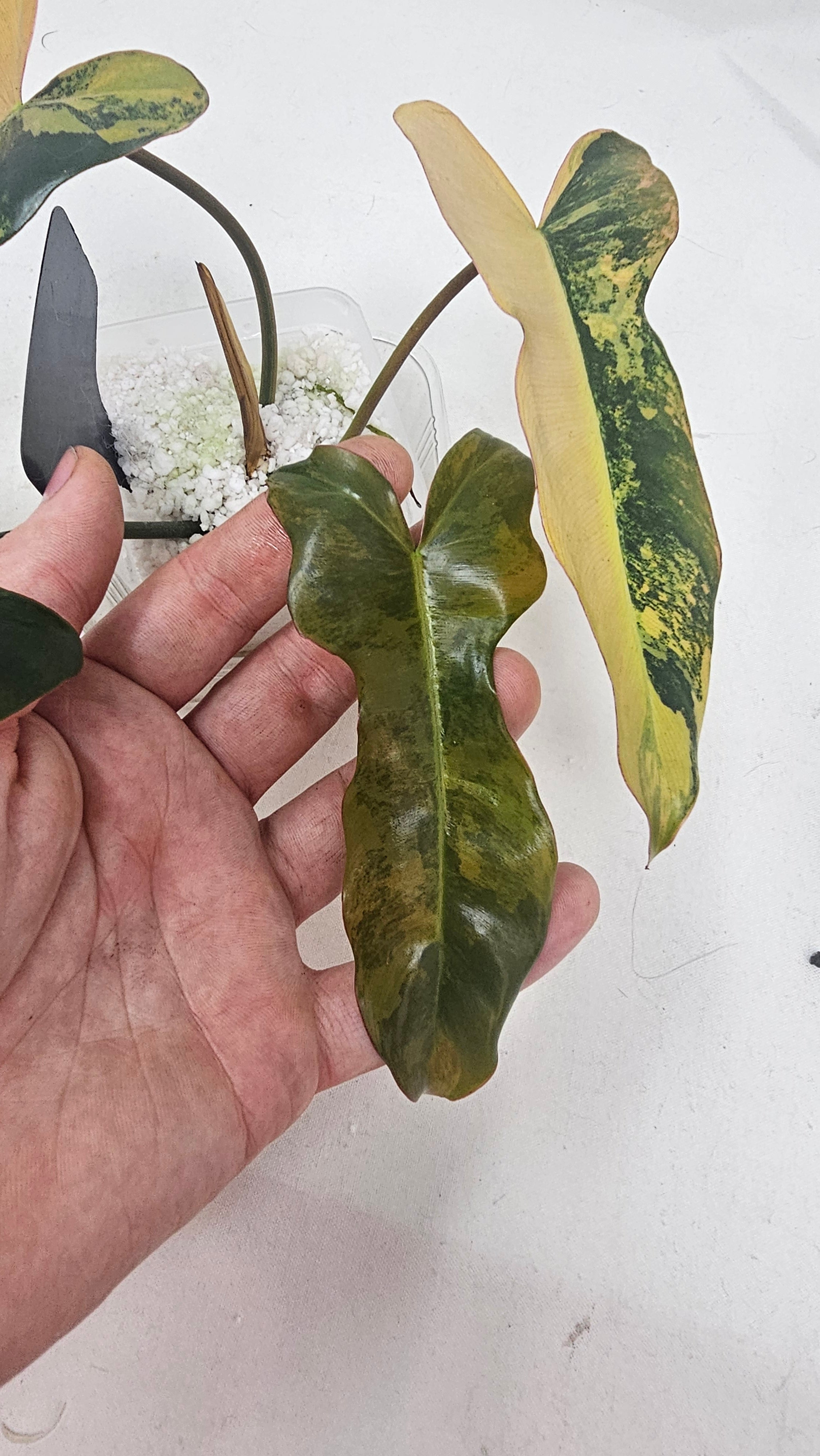 Philodendron Brown Beauty Variegated