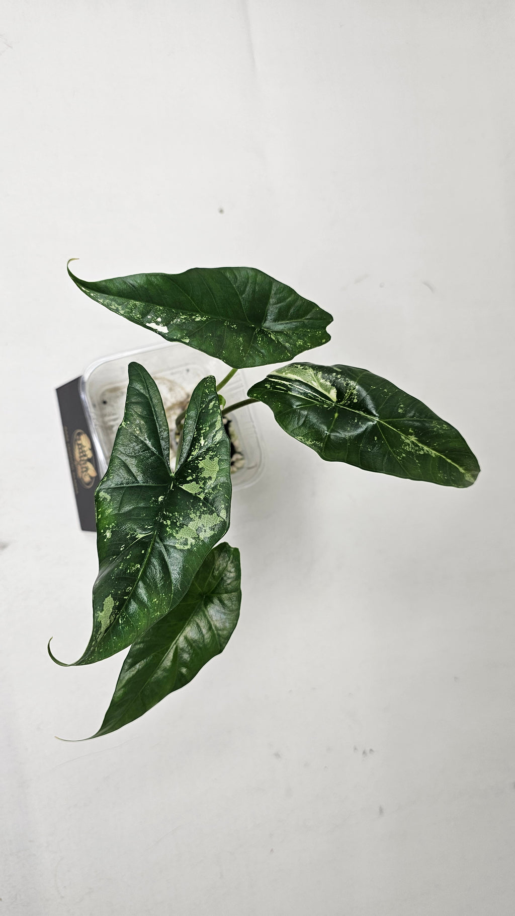 Alocasia Simpo Albo
