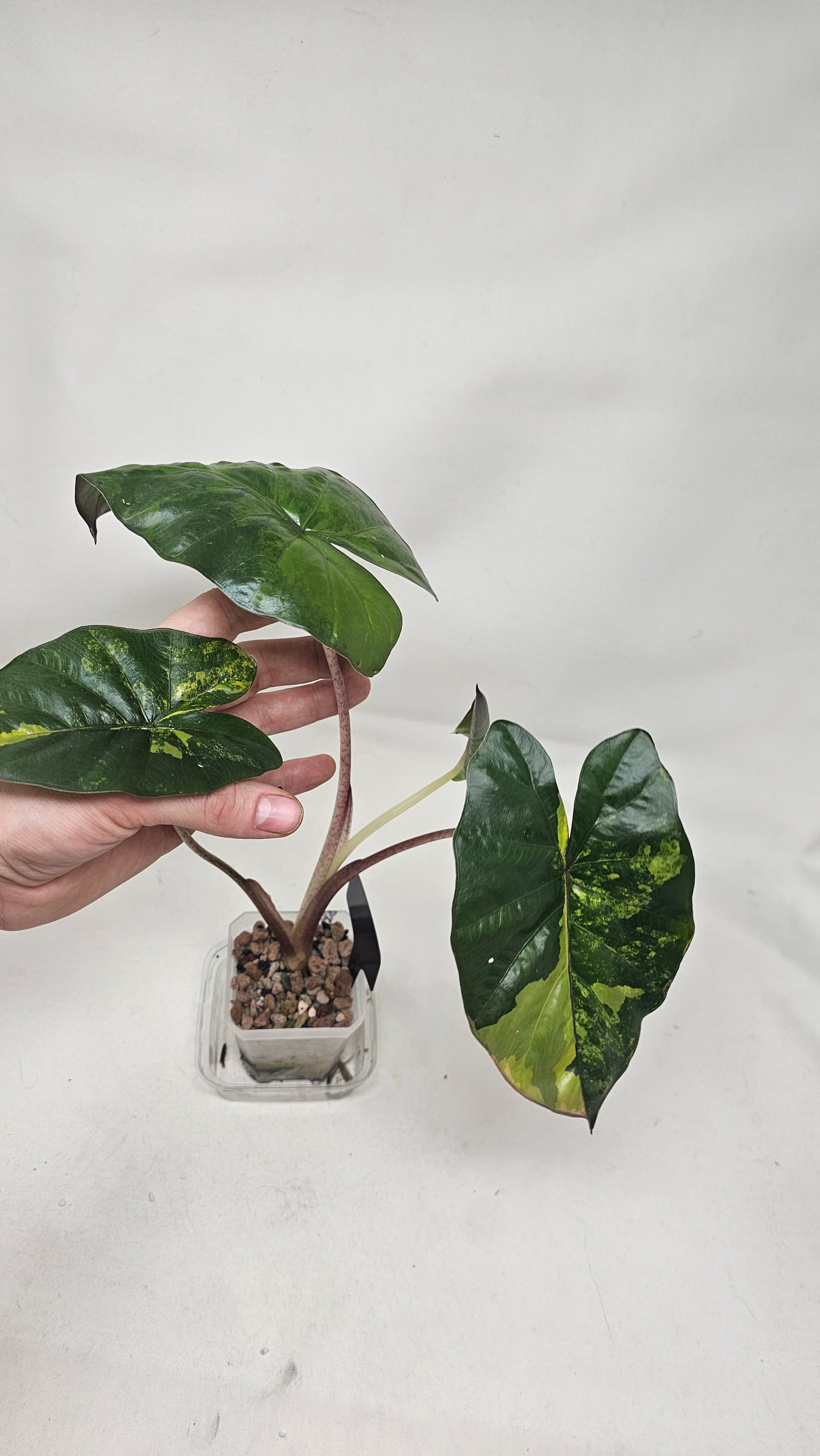 Alocasia Yucatan Princess Aurea