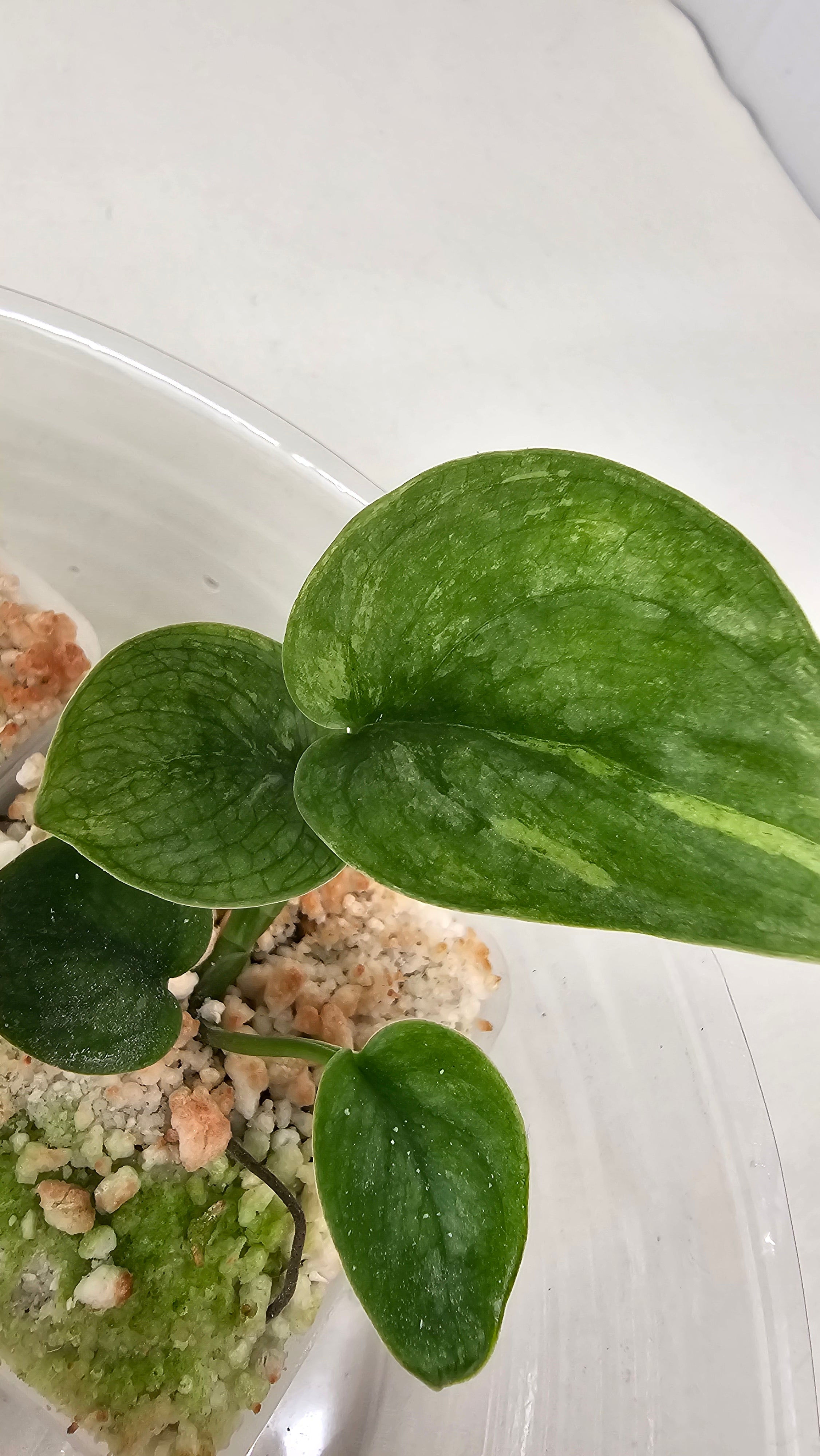 Scindapsus Halimoon