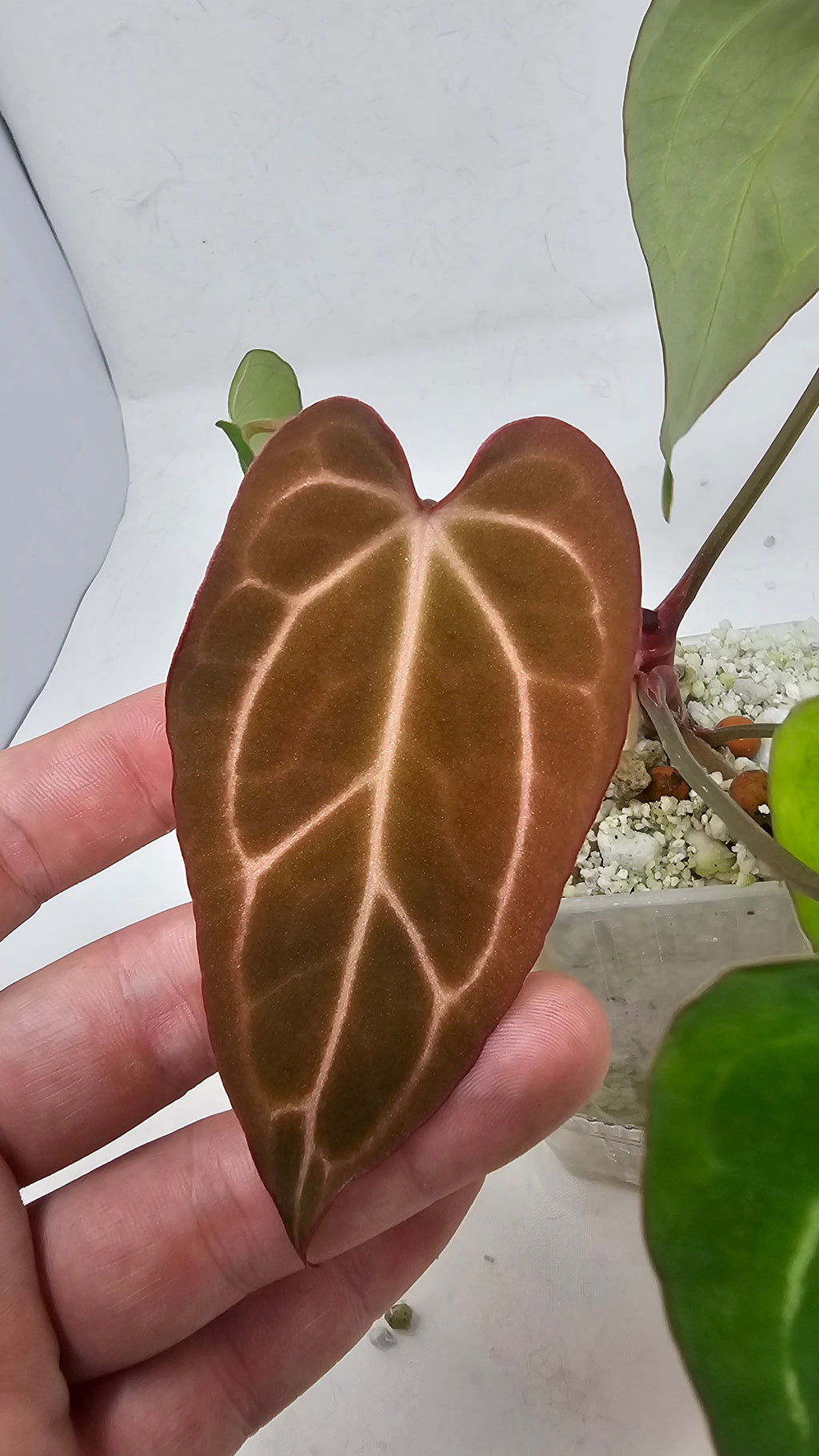 Anthurium Michelle x BVEP (Scott)