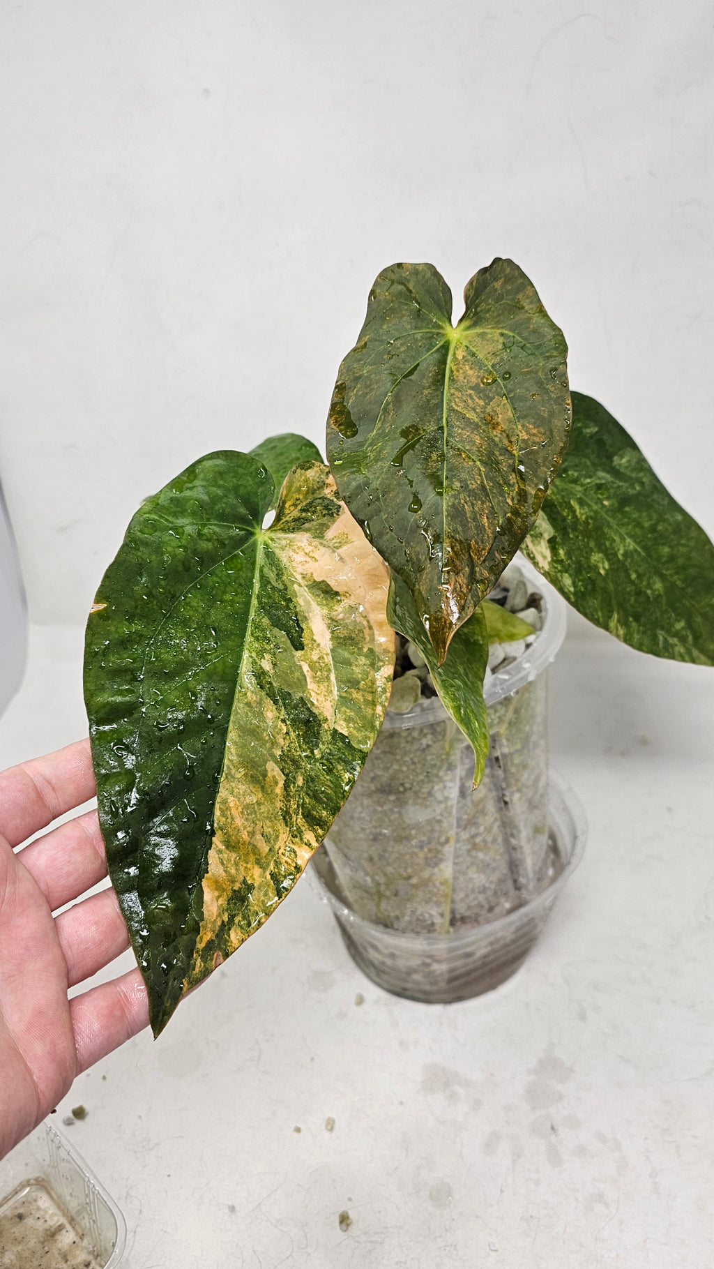 Anthurium Forgetti x BVEP (Scott)