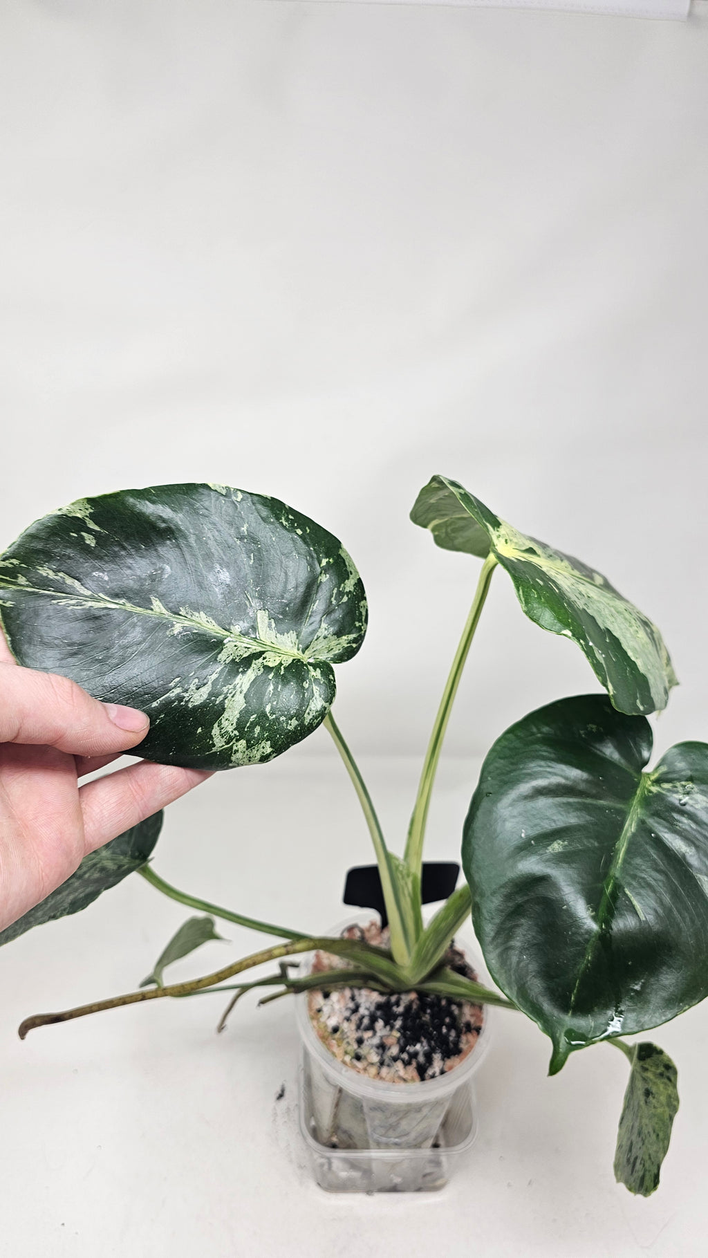 Monstera Bulbasuar