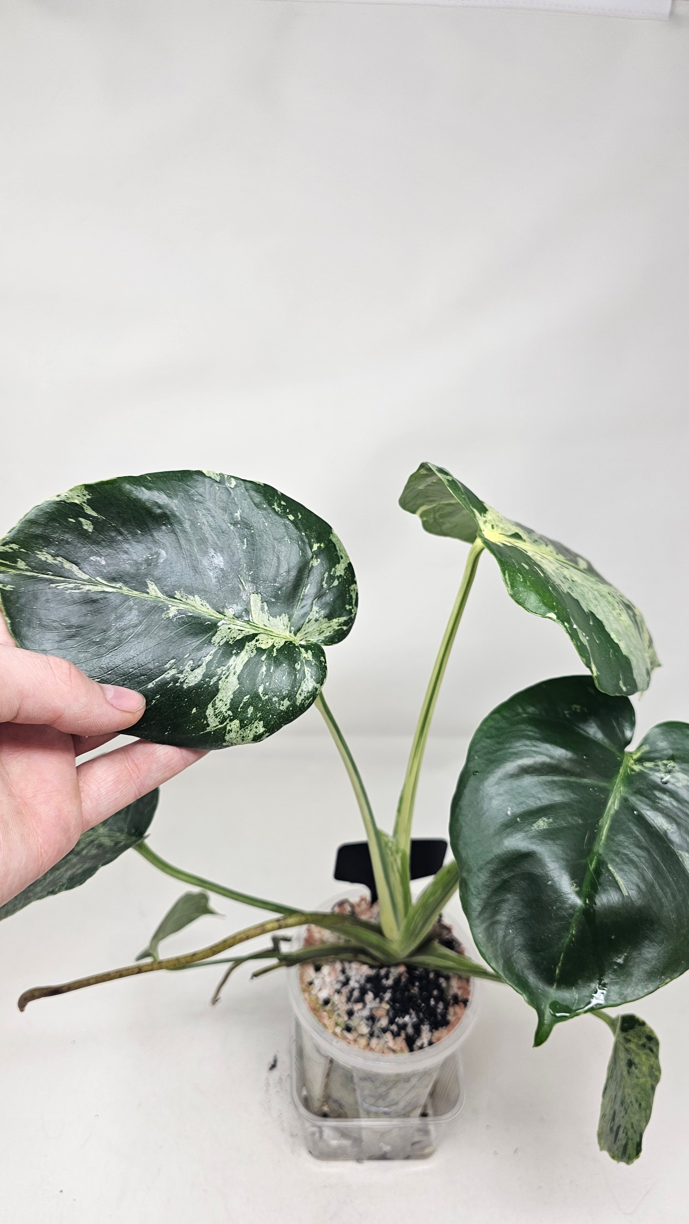 Monstera Bulbasuar