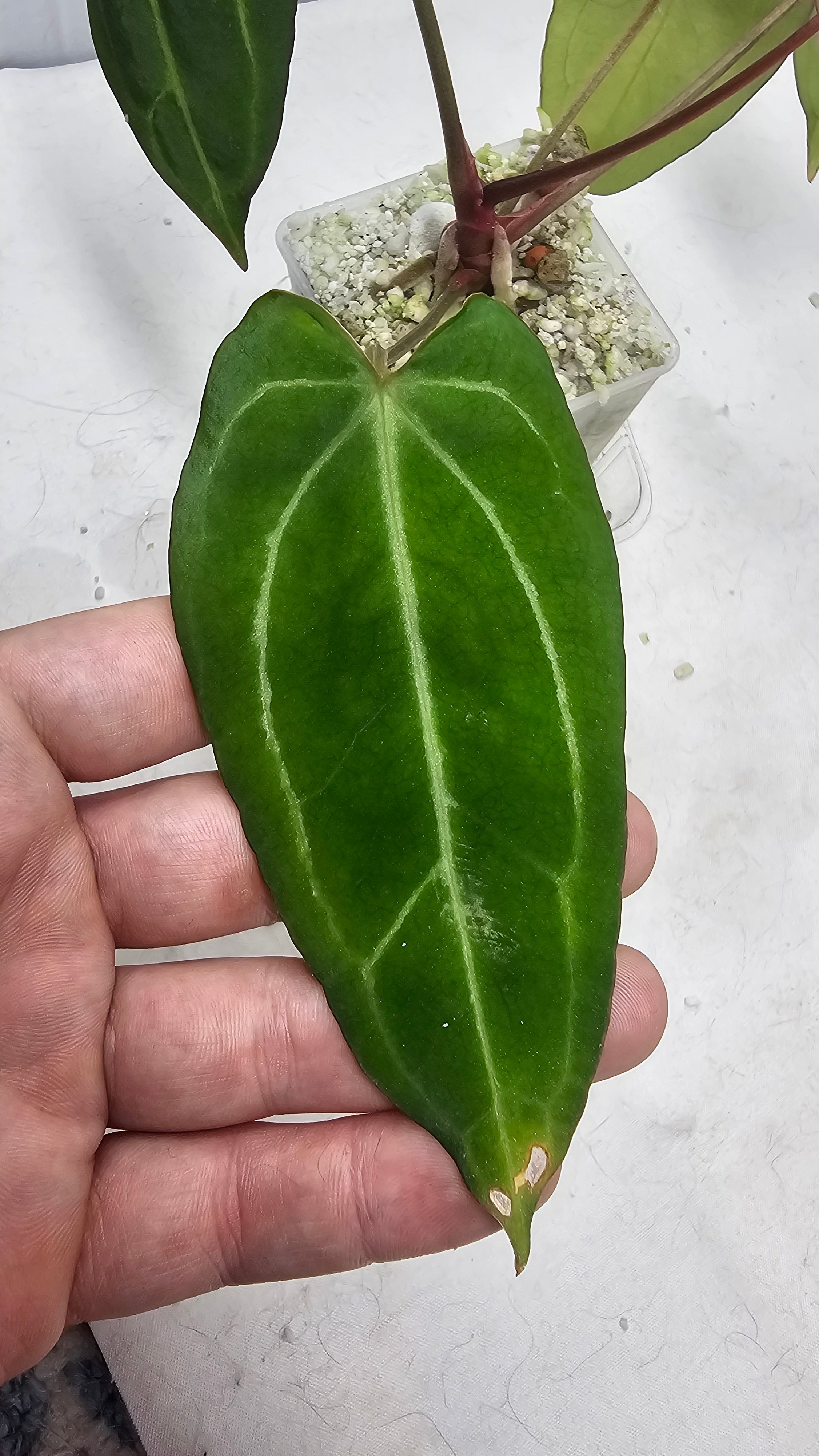 Anthurium Michelle x BVEP (Scott)