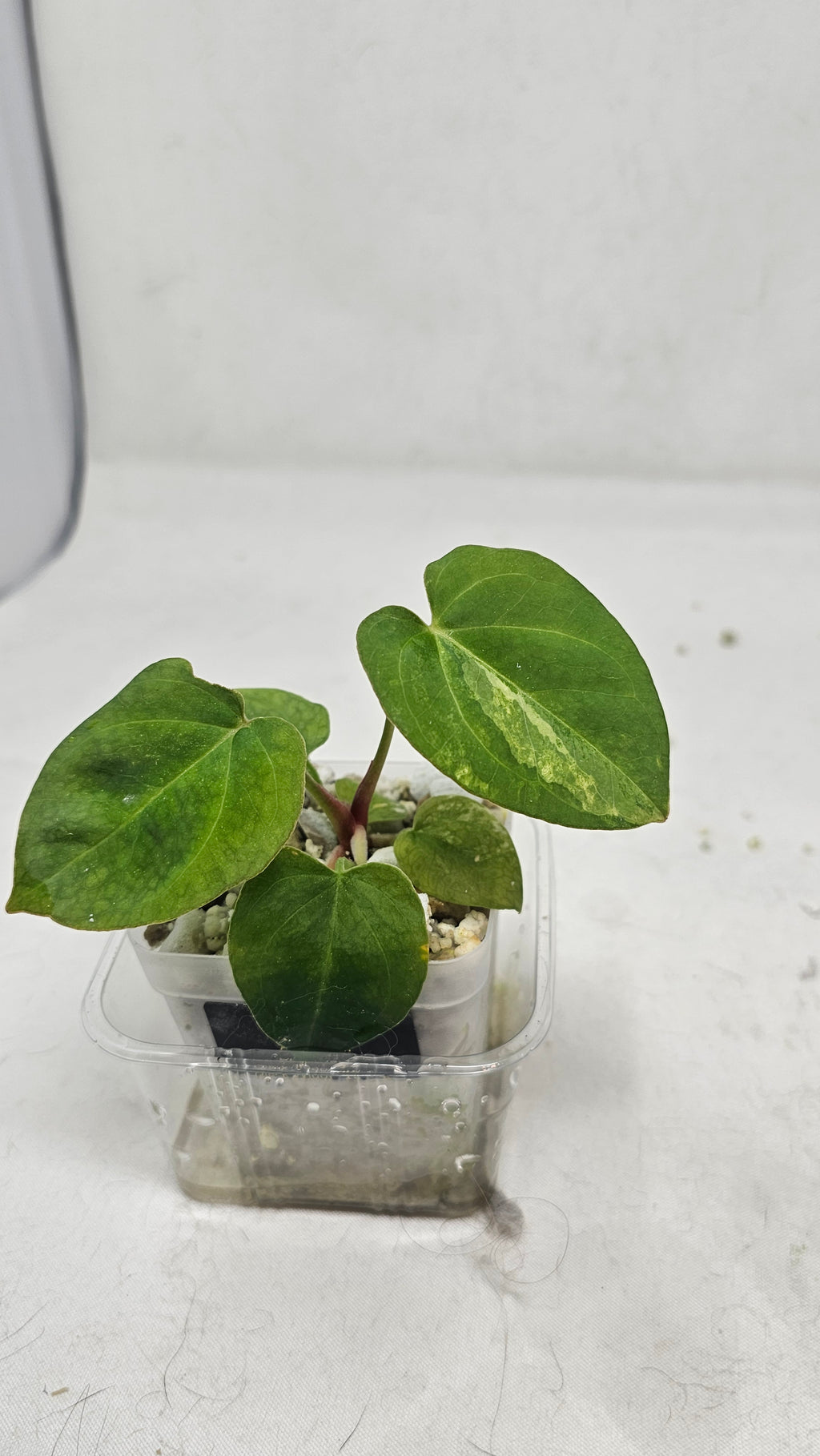 Anthurium Forgetti x Blackwidow Variegated (Low Var)