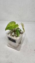 Anthurium Papillilaminum x (RL x RVDP)