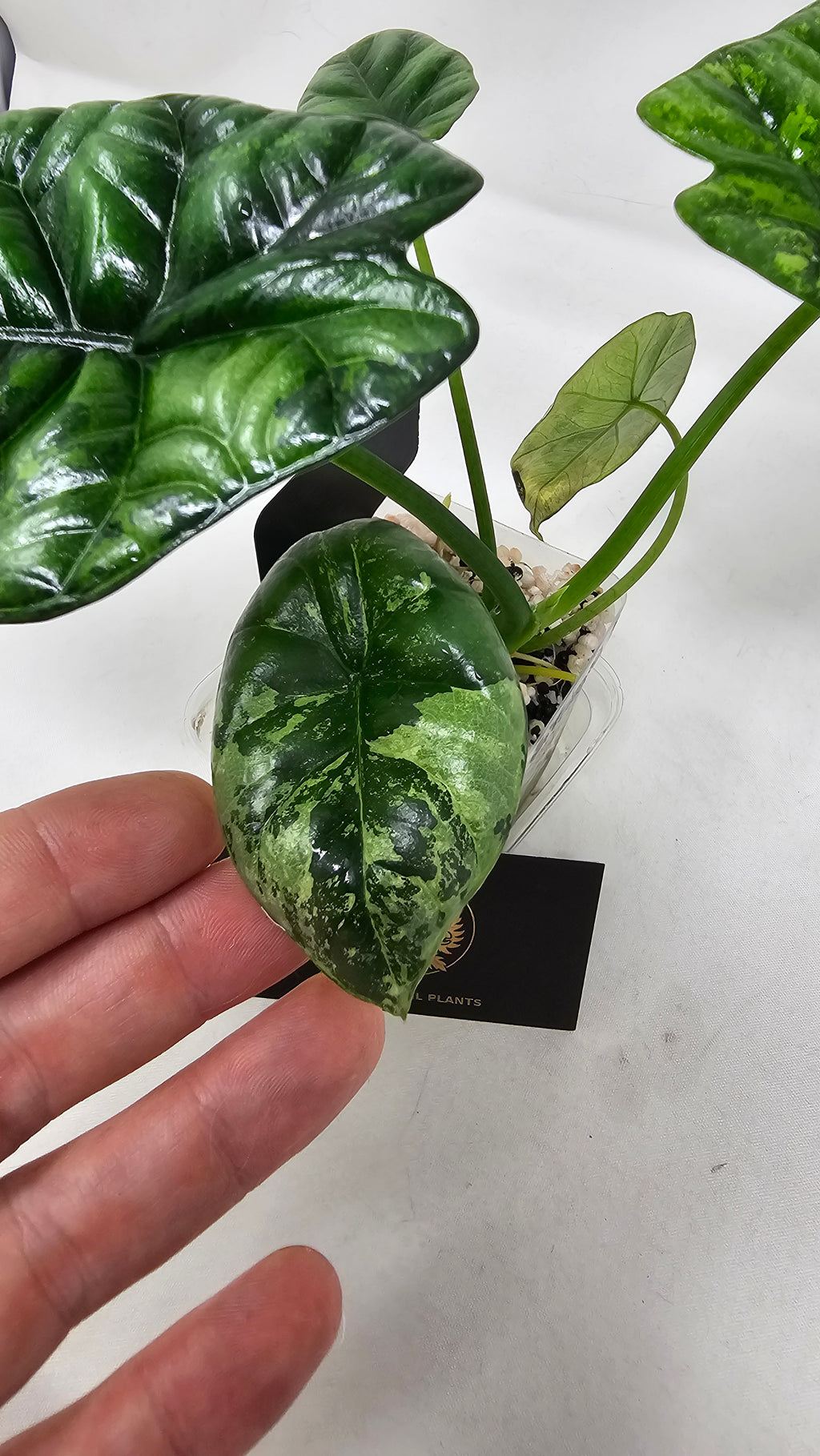 Alocasia Sinuata Albo/Mint