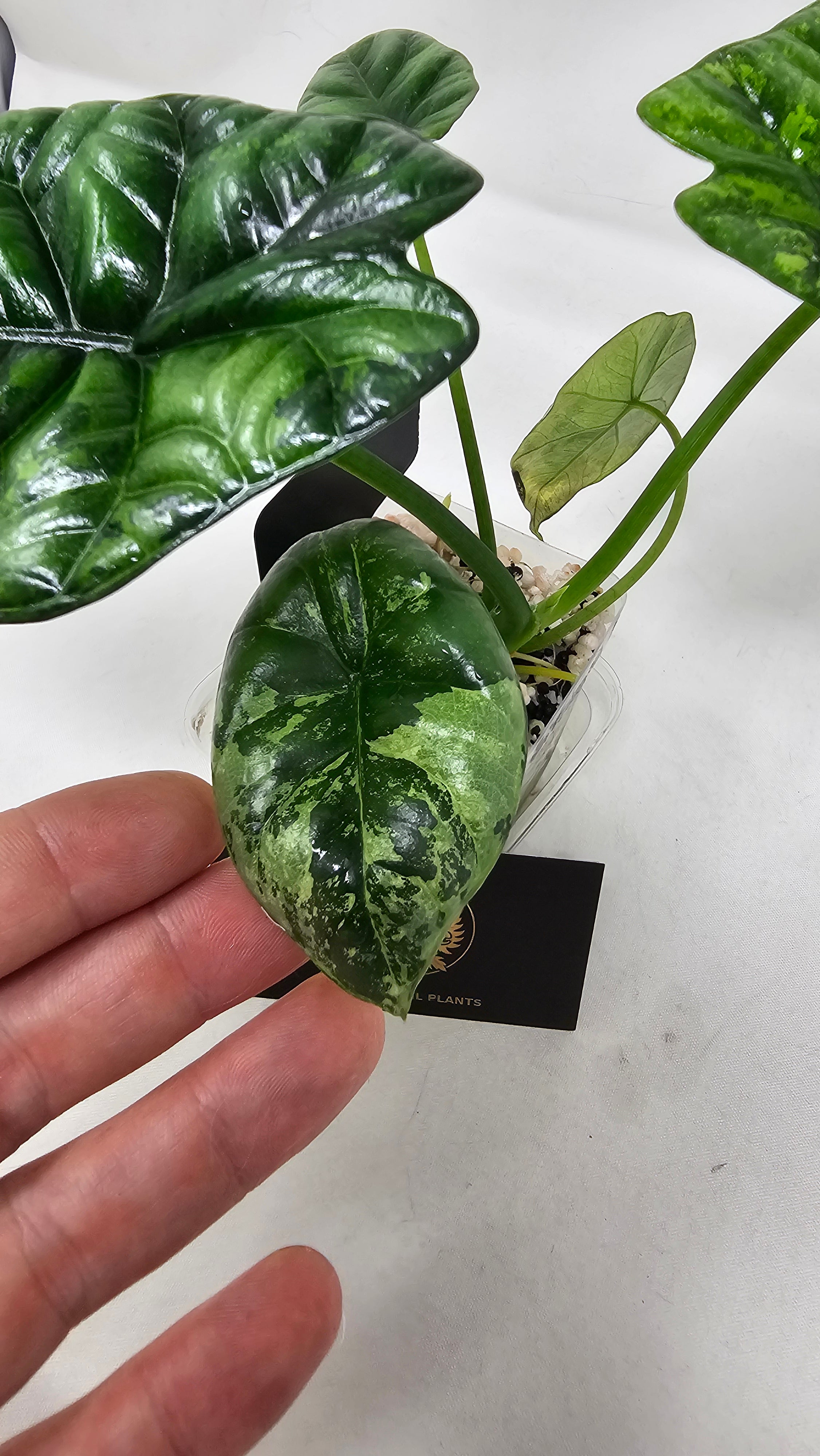 Alocasia Sinuata Albo/Mint