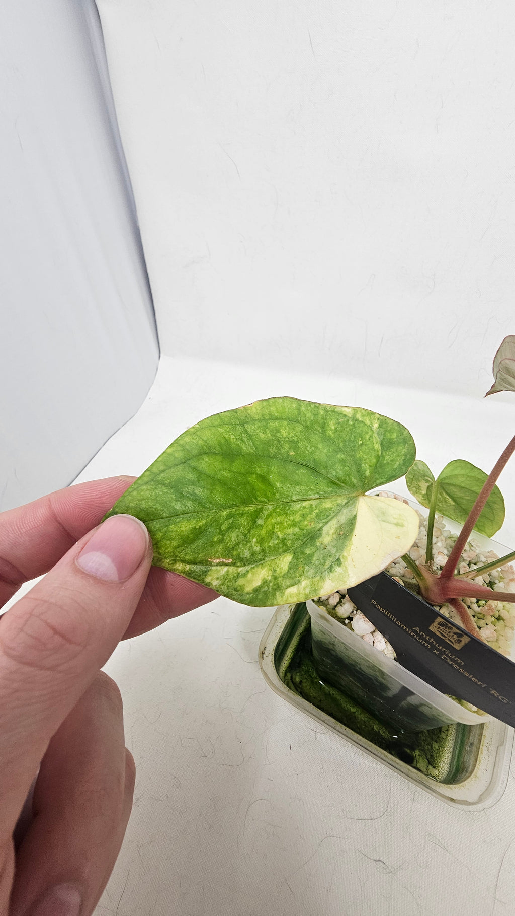Anthurium Papillilaminum x Dressleri
