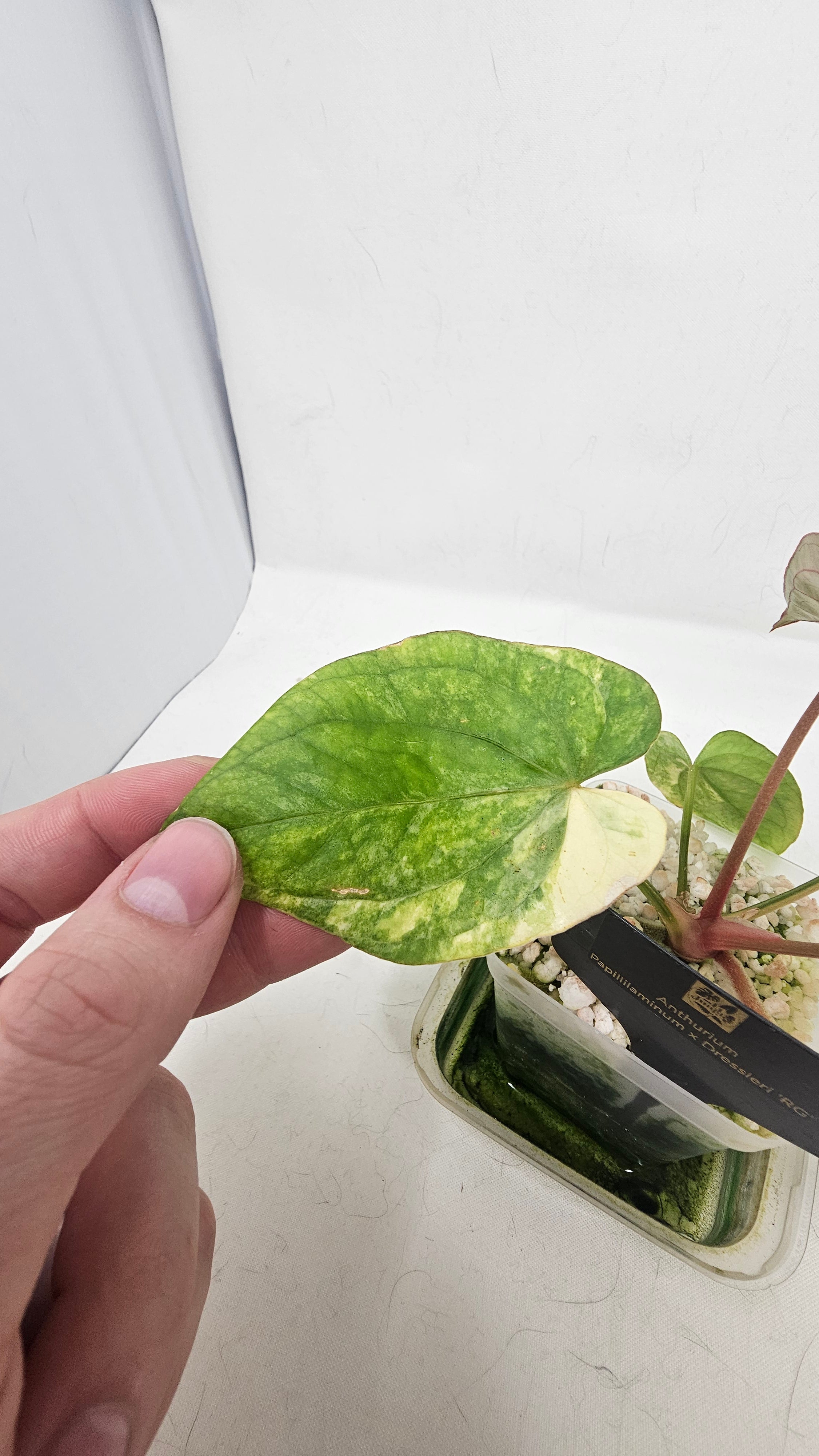 Anthurium Papillilaminum x Dressleri