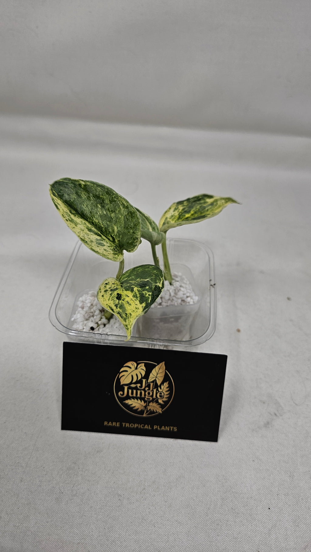 Scindapsus Peasun