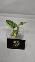 Scindapsus Peasun