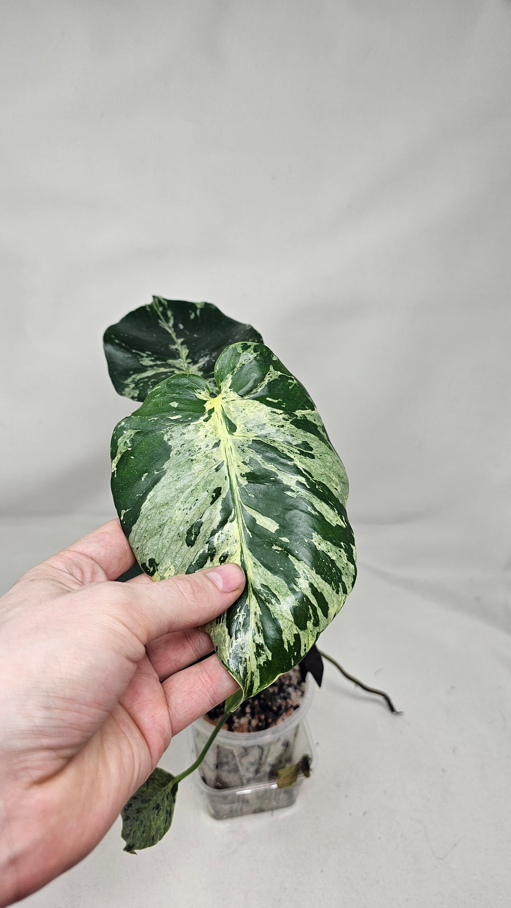 Monstera Bulbasuar