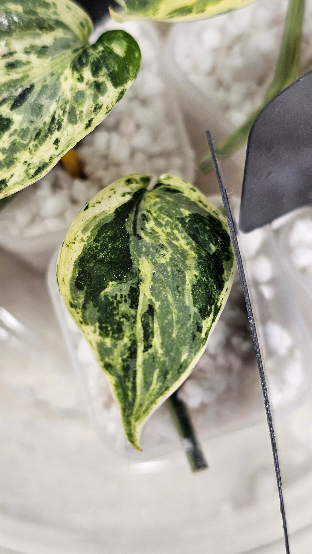 Scindapsus Dark Knight Mutation