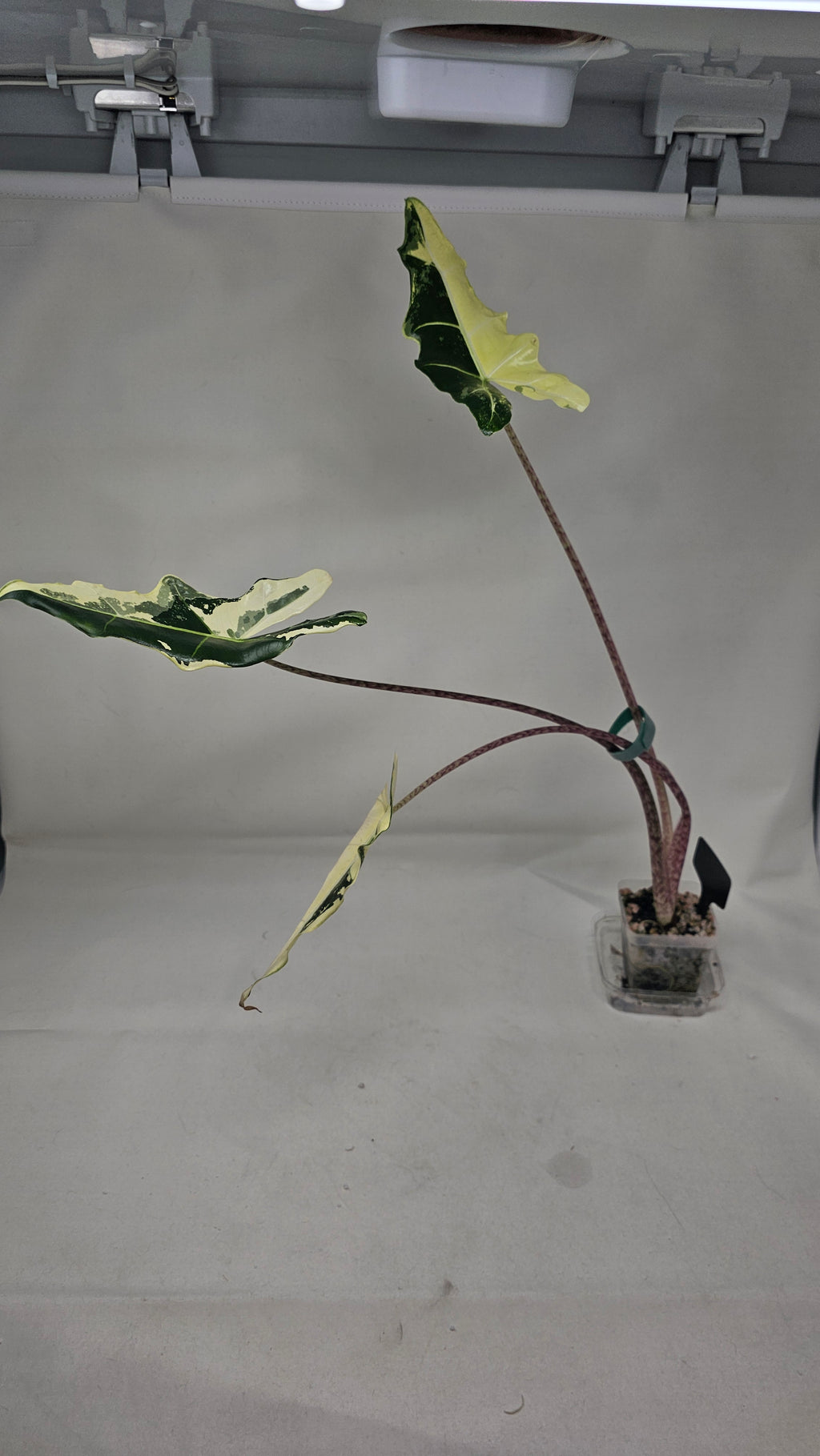 Alocasia Simpo Albo